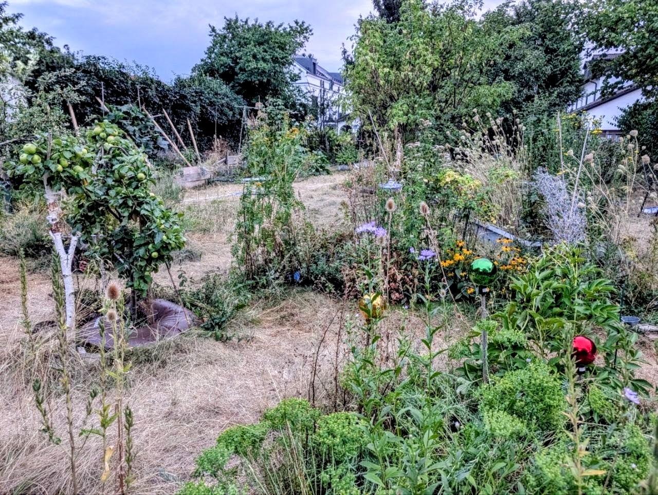 Blick in einen Garten. Das Gras ist braun. Dazwischen stehen kleine Bäume und vereinzelt blühen noch Stauden. Um die Bäume liegen am Boden mit Wasser gefüllte Ringe zur Bewässerung.