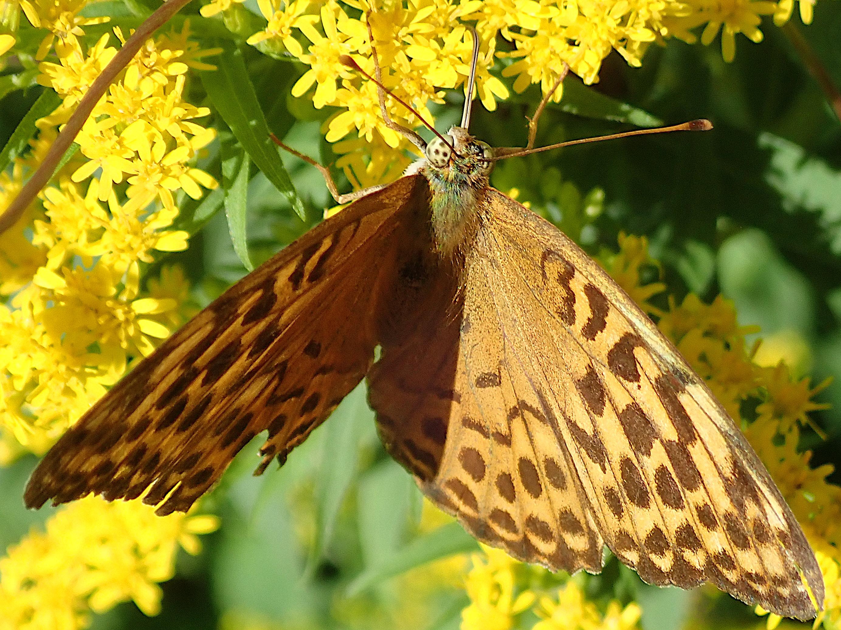ein schmetterling mit halb aufgeklappten flügeln hängt unter den vielen kleinen gelben blüten einer goldrute und rüsselt in ihnen herum. die flügel sind orange mit mehreren reihen dunkelbrauner flecken, von denen manche, hauptsächlich die nahe der vorderen flügelkante, ineinander übergehen oder durch dünne linien miteinander verbunden sind, in etwa so als hätte jemand mit einem kalligrafie-pinsel geübt. die fühler sind gestreckt und am ende keulenartig verdickt, die haare auf dem thorax schillern grünlich im sonnenlicht und die beigen facettenaugen sind schwarz gepunktet!