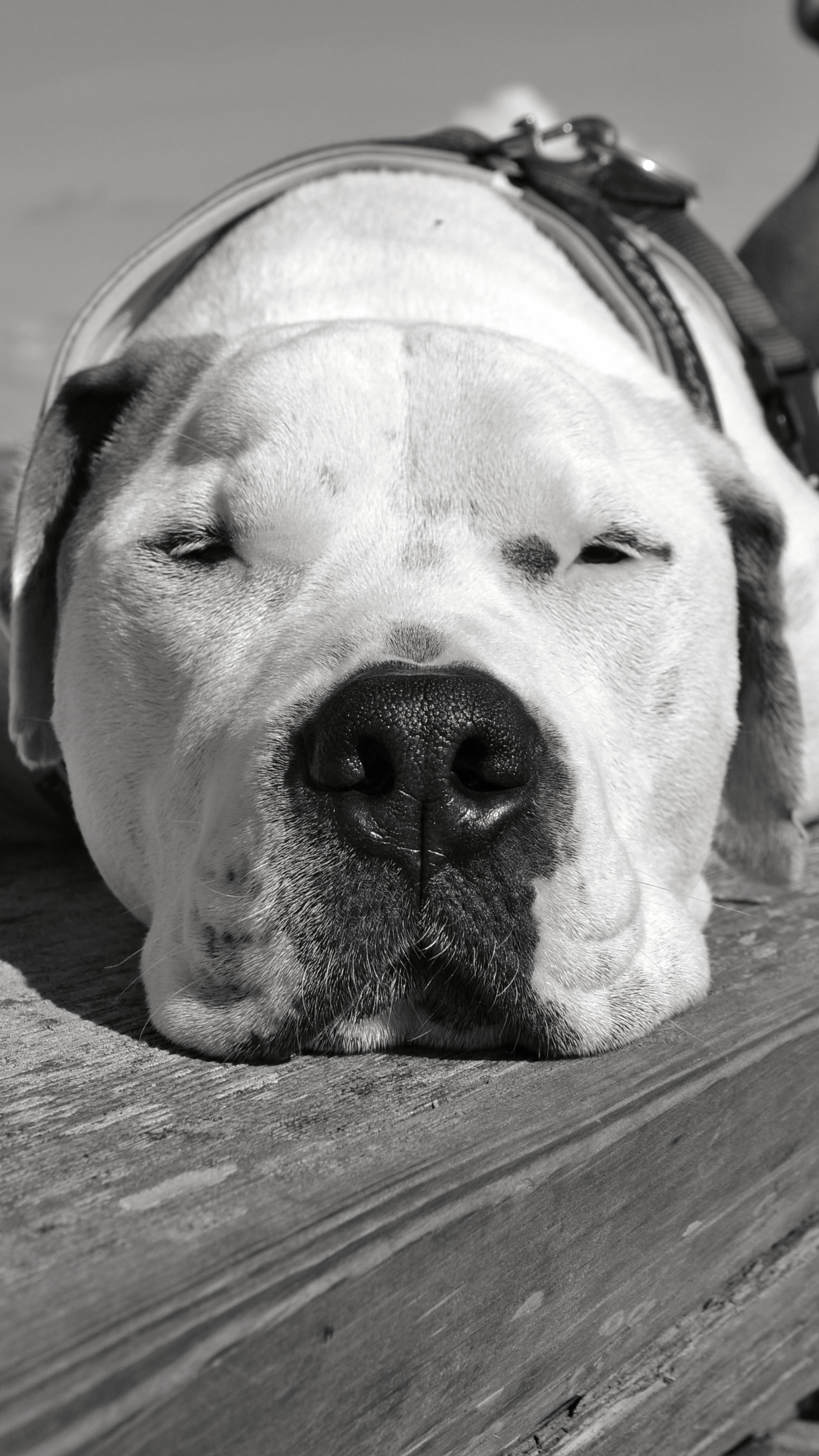 Ein rechteckiges Hochkantfoto in schwarzweiß von der Frontalansicht eines Hundekopfes. Der Kopf des Tieres ruht auf einer Holzoberfläche mit sichtbarer Maserung. Die Augen sind geschlossen, was einen entspannten Zustand vermittelt. Im Vordergrund steht die dunkle, strukturierte Nase sowie der Schnauzenbereich. Das Fell ist überwiegend weiß, mit kontrastreichen Schattenbereichen. Am oberen Bildrand ist teilweise ein Geschirr oder Halsband erkennbar. Die Belichtung erzeugt deutliche Hell-Dunkel-Kontraste, insbesondere im Bereich des Fells und der Holzoberfläche.Der fotografierte Hund ist ein Mischling aus American Staffordshire Terrier und Dogo Argentino, was sich in den breiten Kopf- und Kieferpartien sowie der kurzen Behaarung widerspiegelt.