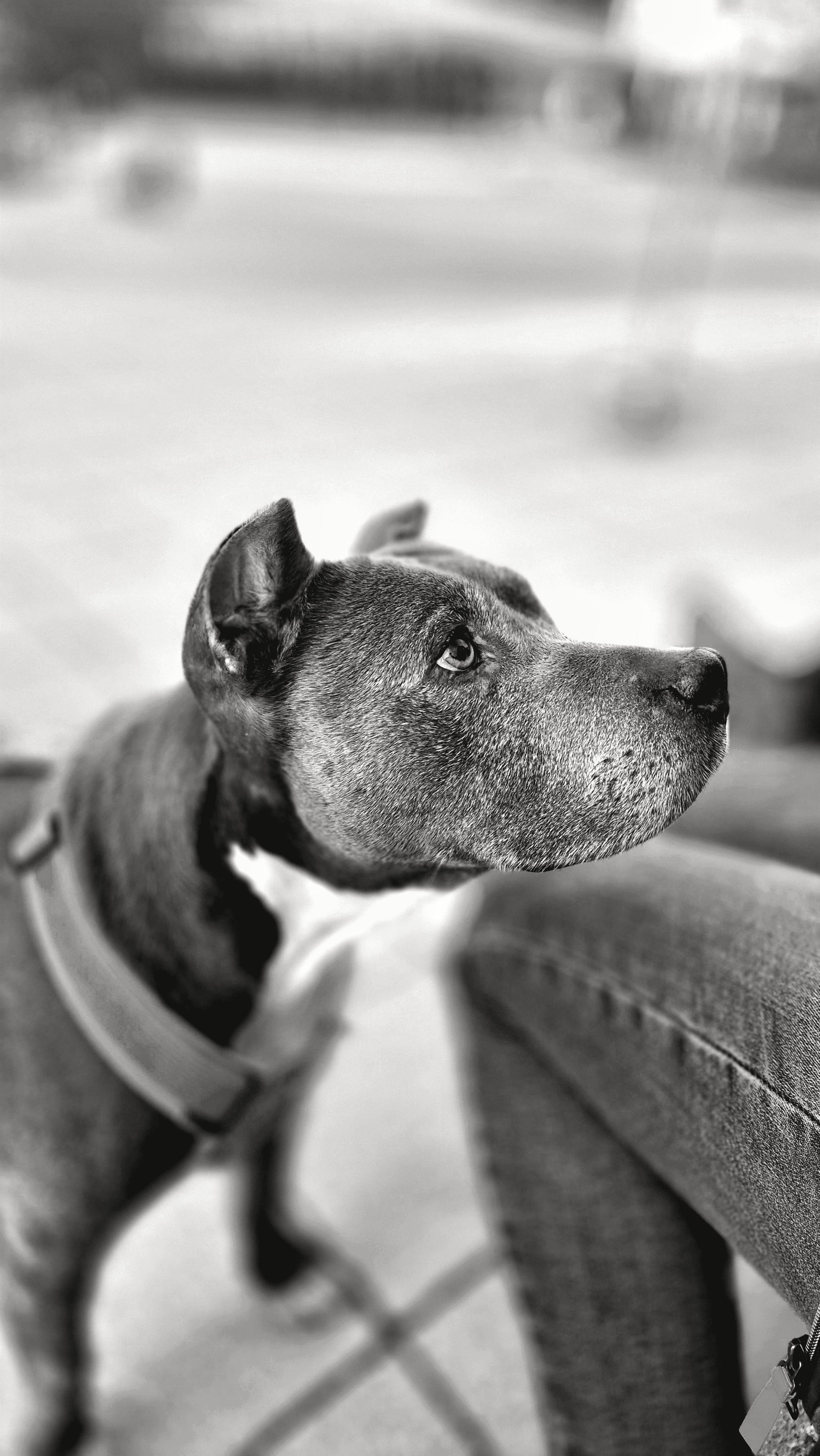 Bei dem Bild handelt es sich um eine rechteckige Schwarzweiß-Fotografie im Hochformat mit Porträtausschnitt. Im Vordergrund ist ein American Staffordshire Terrier in Profilansicht zu sehen, der nach rechts oben blickt. Der Fokus liegt auf dem Kopf des Hundes, wobei das Auge scharf abgebildet ist. Die Fellstruktur und die Gesichtszüge sind deutlich erkennbar. Der Hund trägt ein Geschirr. Rechts im unteren Bildbereich ist ein menschliches Bein in Jeans teilweise zu sehen. Der Hintergrund ist stark verschwommen, was den Tiefeneffekt verstärkt. Die Aufnahme ist aus einer niedrigen Perspektive gemacht worden.