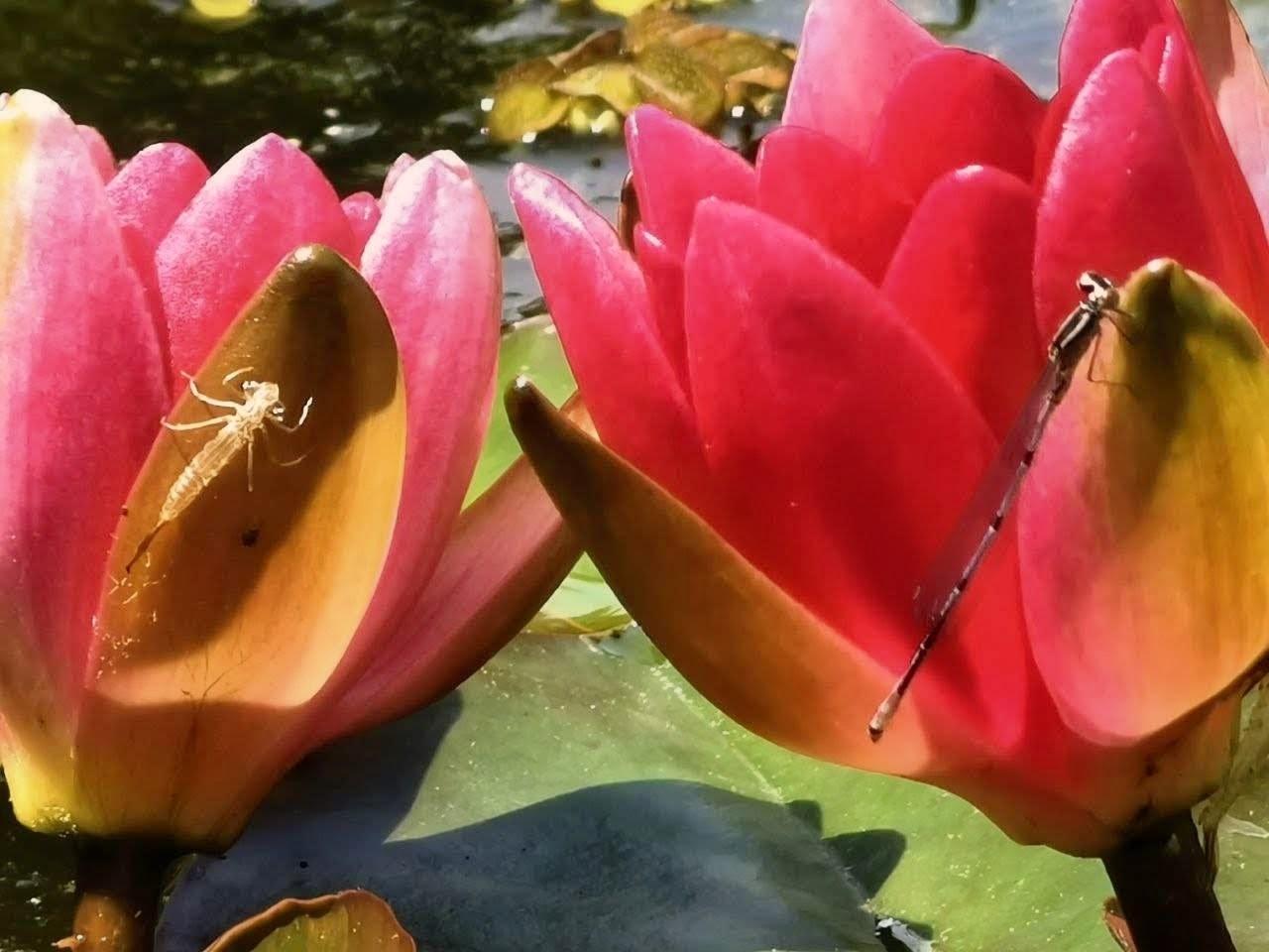 Zwei rote Seerosenblüten. Links sitzt noch die Hülle der Larve, aus der die Libelle schlüpfte. Rechts sitzt die frisch geschlüpfte Libelle.