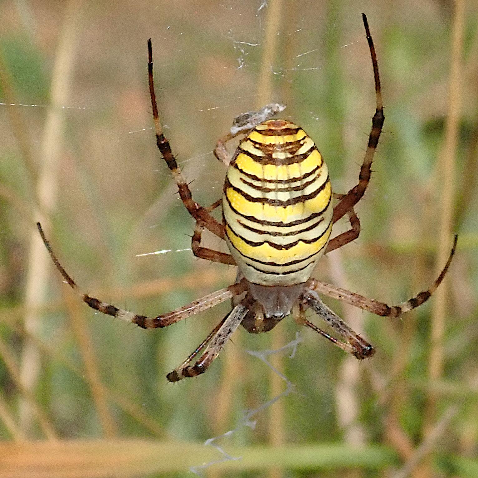 eine recht große spinne hängt mit dem kopf nach unten in ihrem hier vor dem unscharfen hintergrund aus trockenem und grünem gras kaum sichtbaren netz. ihr hinterleib hat die form eines rugby-balls und ist schwarz, gelb und  weiß quergestreift, wobei vor allem die schwarzen linien nicht ganz glatt verlaufen. ihr vorderkörper, der höchstens ein viertel so groß ist wie der hinterleib, ist hier aus perspektivischen gründen kaum zu sehen, denn wir blicken von etwas oberhalb bzw von hinten auf die spinne. sie hält einen dunklen klumpen unter ihren mund, der ist aber größtenteils von ihr verdeckt
