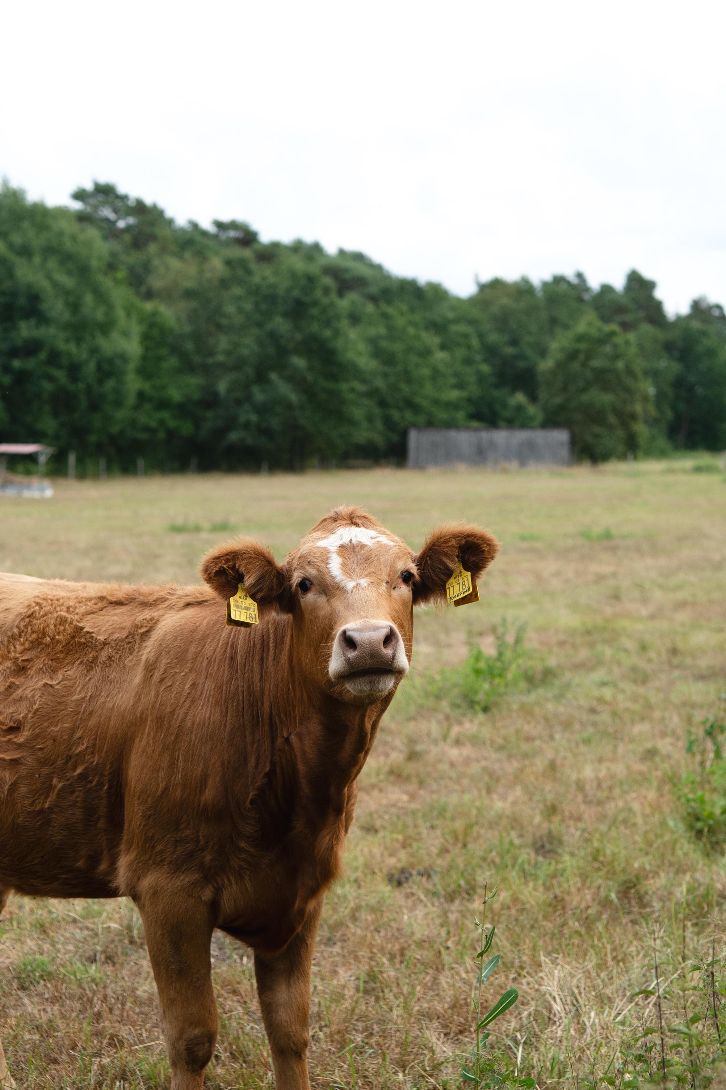 A brown cow stands in a grassy field, looking directly at the camera. It has tags on its ears, and trees are visible in the background, with a wooden structure in the distance.