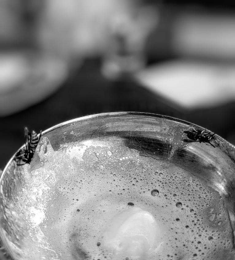 Aufnahme in Schwarzweiß. Nahaufnahme eines fast leeren Eisbechers aus Metall. Am Rand sitzen zwei Wespen. Im Hintergrund sind unscharf die Umrisse von Gläsern zu sehen.