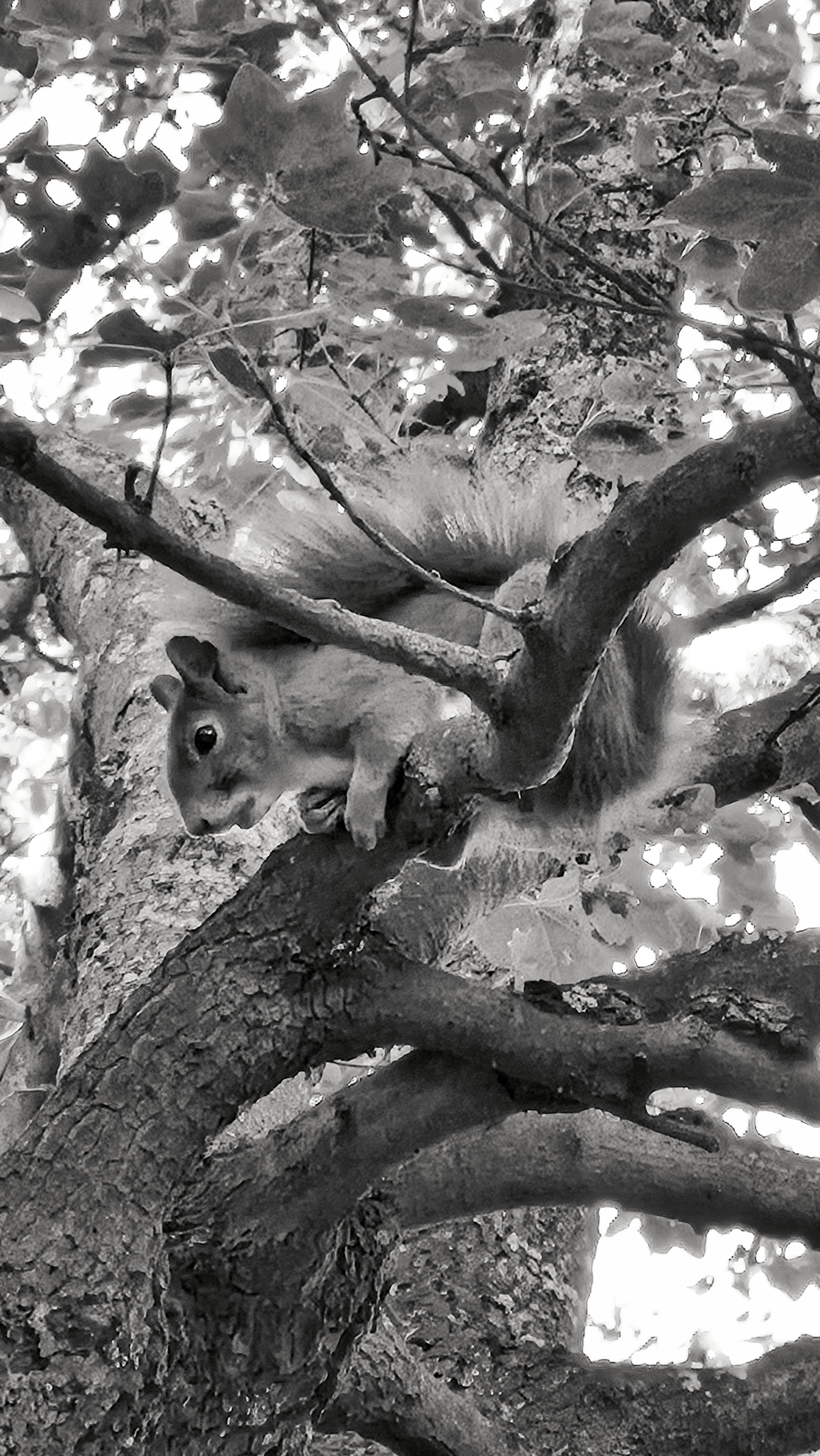 Das rechteckige Hochkantfoto in schwarzweiß zeigt ein Eichhörnchen auf einem Baum. Das Tier befindet sich im mittleren Bereich des Bildes, sein Kopf ist links im Bild, sein Hinterteil zeigt nach rechts. Es sitzt auf einem Ast und schaut nach unten links. Sein buschiger Schwanz liegt von hinten nach links auf seinem Rücken. Der Kopf des Eichhörnchens ist deutlich zu erkennen mit einer sichtbaren schwarzen Augenpartie und kleinen spitzen Ohren. Die Rinde der Äste wirkt rau und strukturiert. Im Hintergrund sind viele Blätter zu sehen, durch die Licht hindurchscheint, was helle Kontraste erzeugt. Die Aufnahme ist aus einer unteren Perspektive gemacht, sodass man von unten in die Baumkrone blickt.

The rectangular, portrait-oriented black-and-white photograph shows a squirrel in a tree. The animal is situated in the centre of the image; its head is on the left-hand side of the picture, whilst its hindquarters face to the right. It is sitting on a branch and looking down towards the bottom l