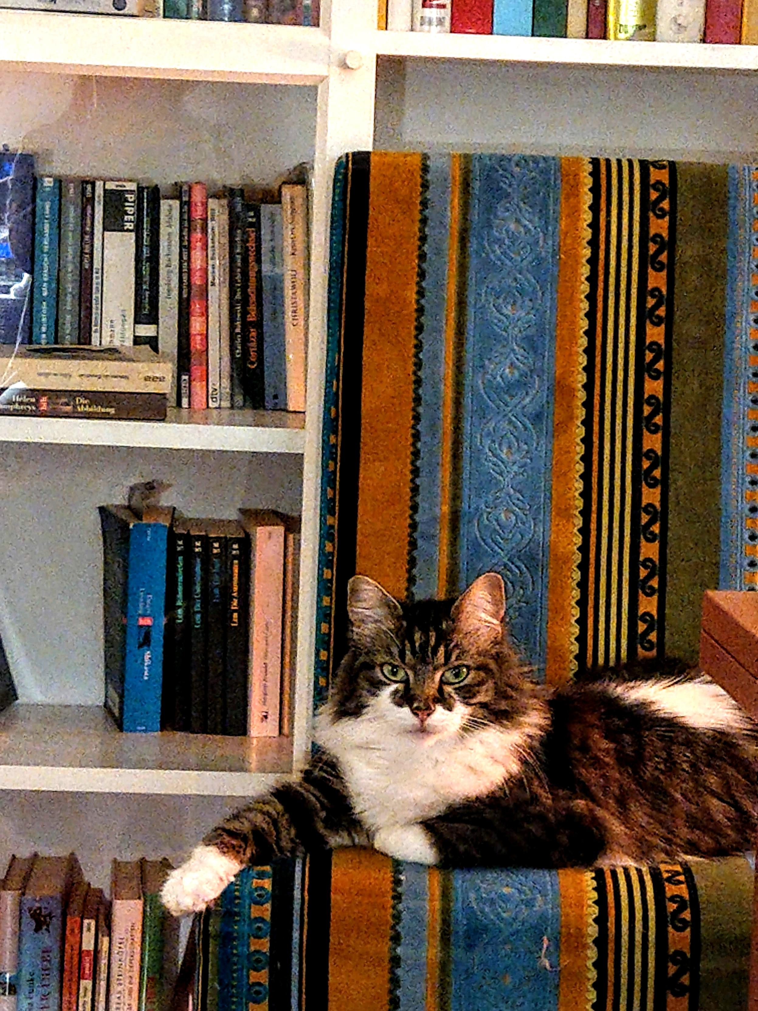 Vor einem Bücherschrank liegt eine Langhaarkatze auf einem dick geposterten Stuhl. Sie ist aufmarksam. Sie liegt mit ausgestreckter Pfote, hoch erhobenem Kopf, gespitzten Ohren und blickt direkt in die Kamera.