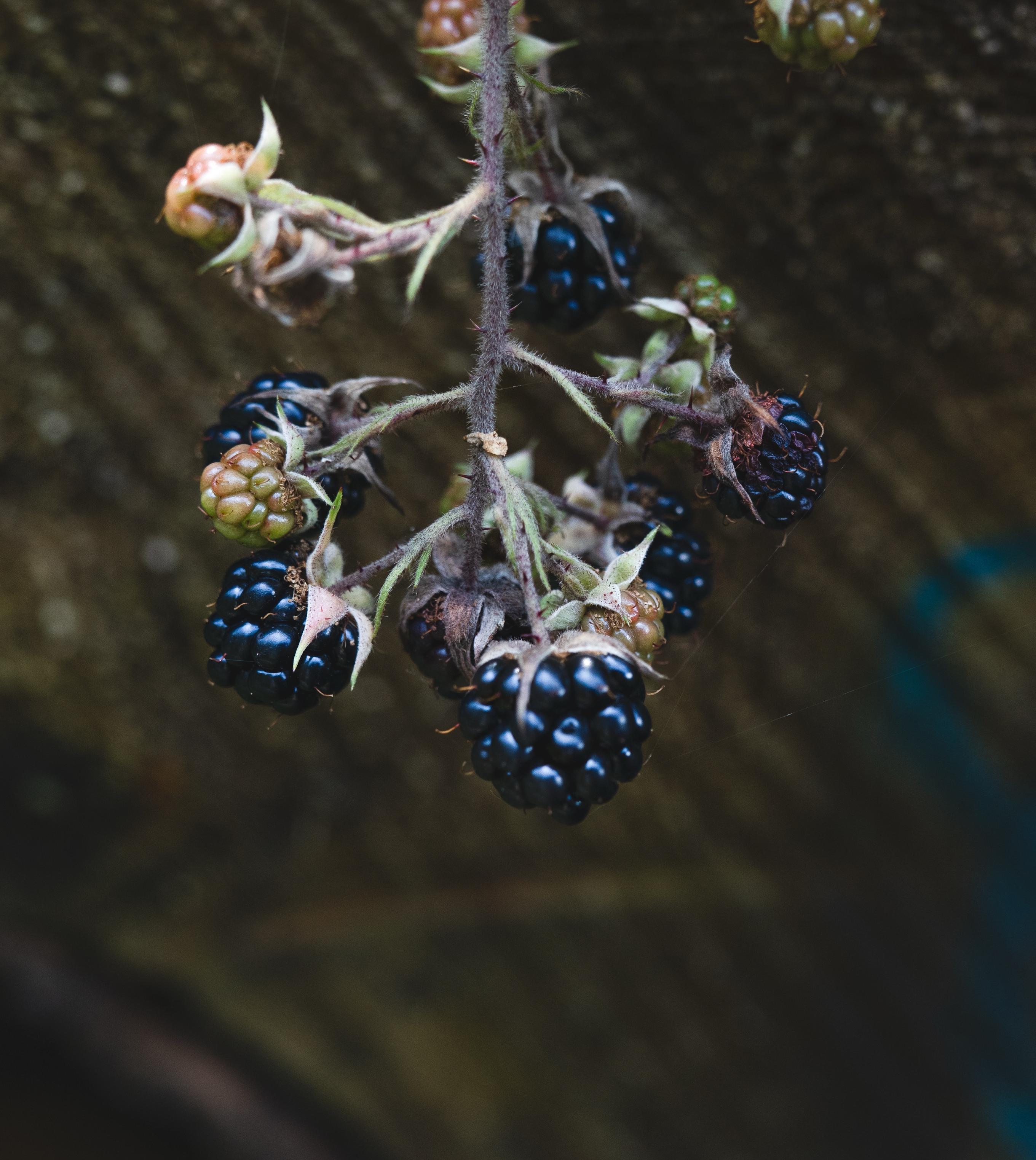 A close-up image of a cluster of blackberries hanging on a vine, with a mix of ripe black and unripe green berries. The background features a textured surface that appears natural.