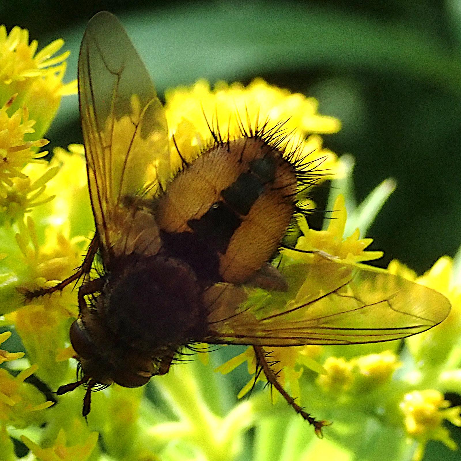 vor den gerade so noch von der sonne beschienenen grünen stängeln und knallgelben blüten einer goldrute krabbelt eine fliege im schatten. da sich die kamera auf die helligkeit der blüten eingestellt hat, ist die fliege sehr dunkel, von kopf und thorax ist eigentlich nur die silhouette zu sehen. der hinterleib ist aber durchscheinend bernsteinfarben und zeigt deshalb nicht nur den nach vorne breiter werdenden schwarzen streifen auf der mittellinie, sondern auch die ringsum vom hinterleibsende abstehenden stacheligen borstenhaare kommen alle vor dem gelben blütenhintergrund einzeln groß raus. die schräg nach hinten seitlich weg stehenden transparenten flügel sind leicht getönt