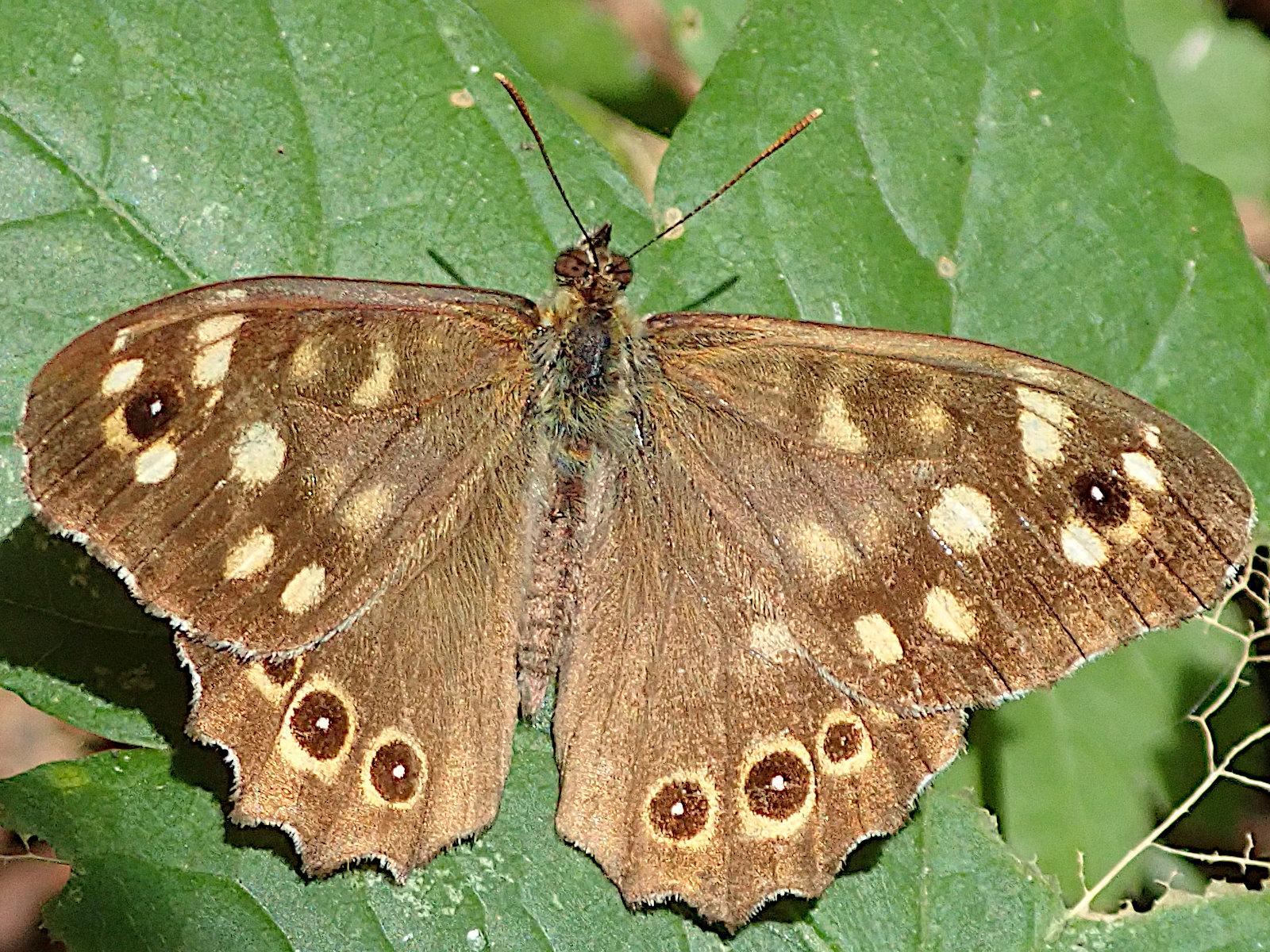 ein edelfalter namens waldbrettspiel sitzt mit aufgeklappten flügeln auf einem grünen blatt im sonnenlicht. die flügel sind rehbraun, die vorderflügel haben mehrere fast weiße, cremefarbene flecken und nahe der flügelspitze einen kleinen augenfleck, einen schwarzen ring mit weißem punkt innen, flankiert von 2 weiteren ebenfalls fast weißen flecken. die hinterflügel zeigen nahe des hinteren flügelrands eine ganze reihe von augenflecken, links zwei, rechts drei davon sichtbar, nicht vom vorderflügel verdeckt. es sind helle ringe um dunkelbraune, fast schwarze kreisscheiben mit einem weißen punkt in der mitte. der körper ist dunkelbraun mit grauem pelzflaum.