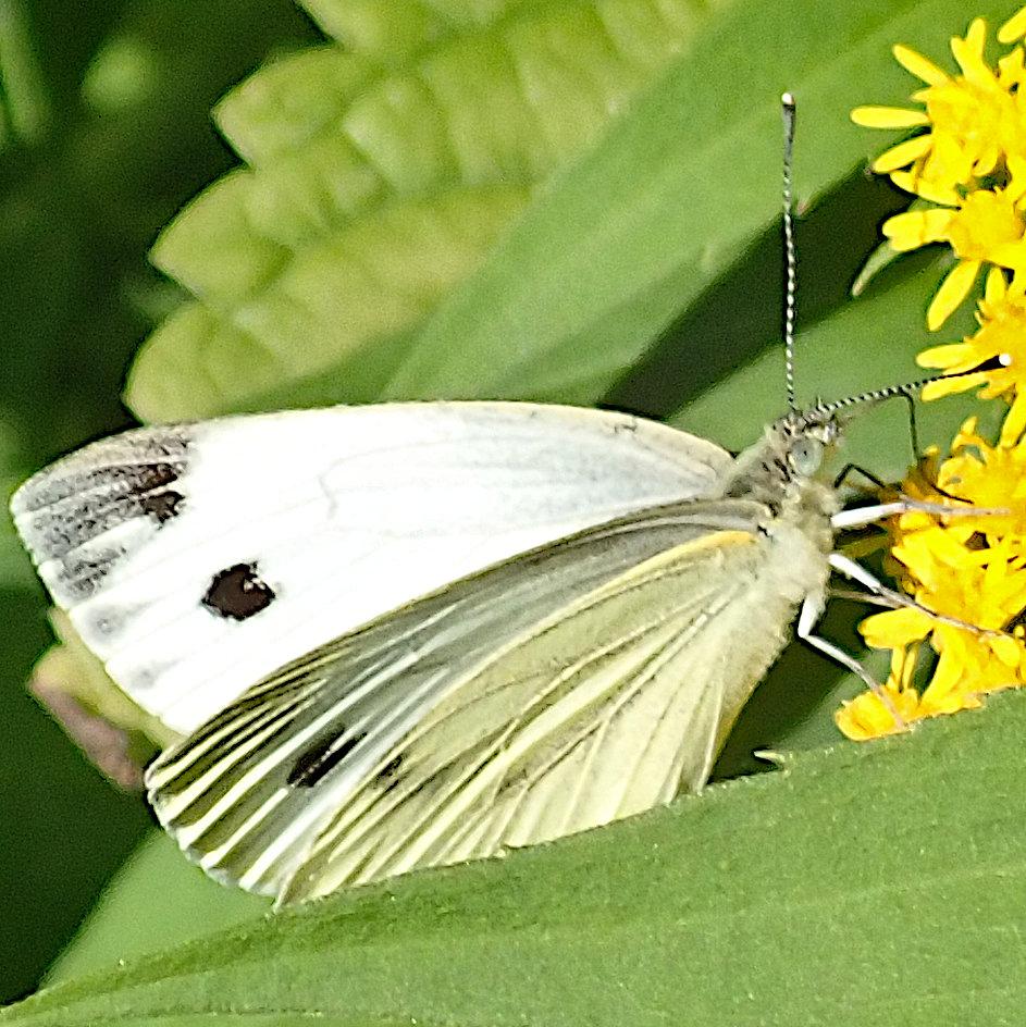 ein weißer schmetterling mit wenigen schwarzen flecken steht zwischen grünen blättern auf den vielen kleinen gelben blüten einer goldrute, die flügel drei viertel hochgeklappt. wir blicken von der seite auf das tier, vom rechten flügel ist die unterseite zu sehen, vom linken die oberseite, vorderkante bis zur spitze. letztere ist leuchtend weiß, endet an der spitze in einem krümeligen grau und zeigt knapp darunter einen scharf begrenzten schwarzen fleck. die unterseite des anderen flügels ist leicht gelblich-grünlich bestäubt, vor allem an den adern. die fühler sind gestreckt und fein schwarzweiß geringelt, das keulenartig verdickte ende trägt eine weiße kappe