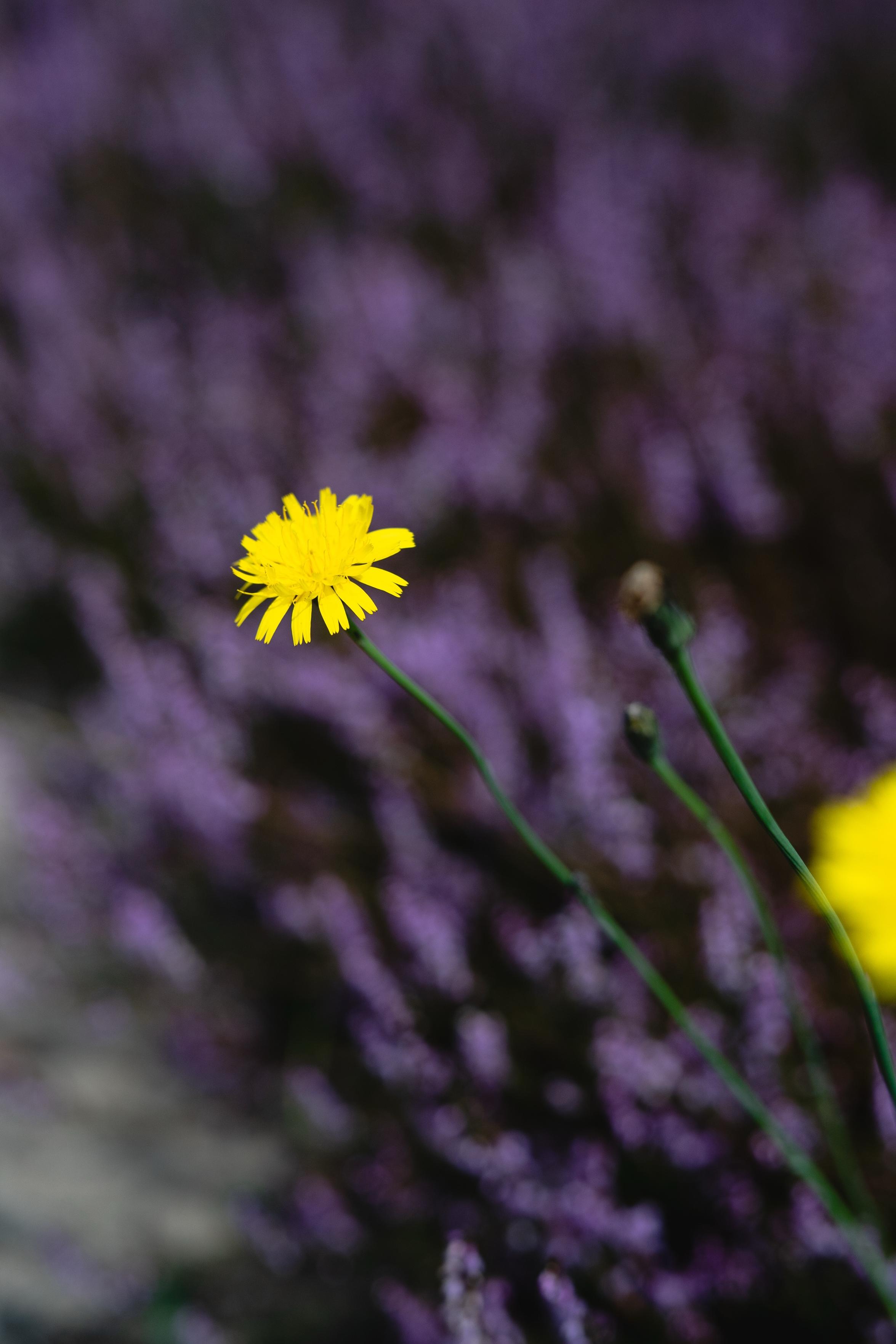 A single bright yellow flower is prominently featured in the foreground, against a blurred background of purple flowers.