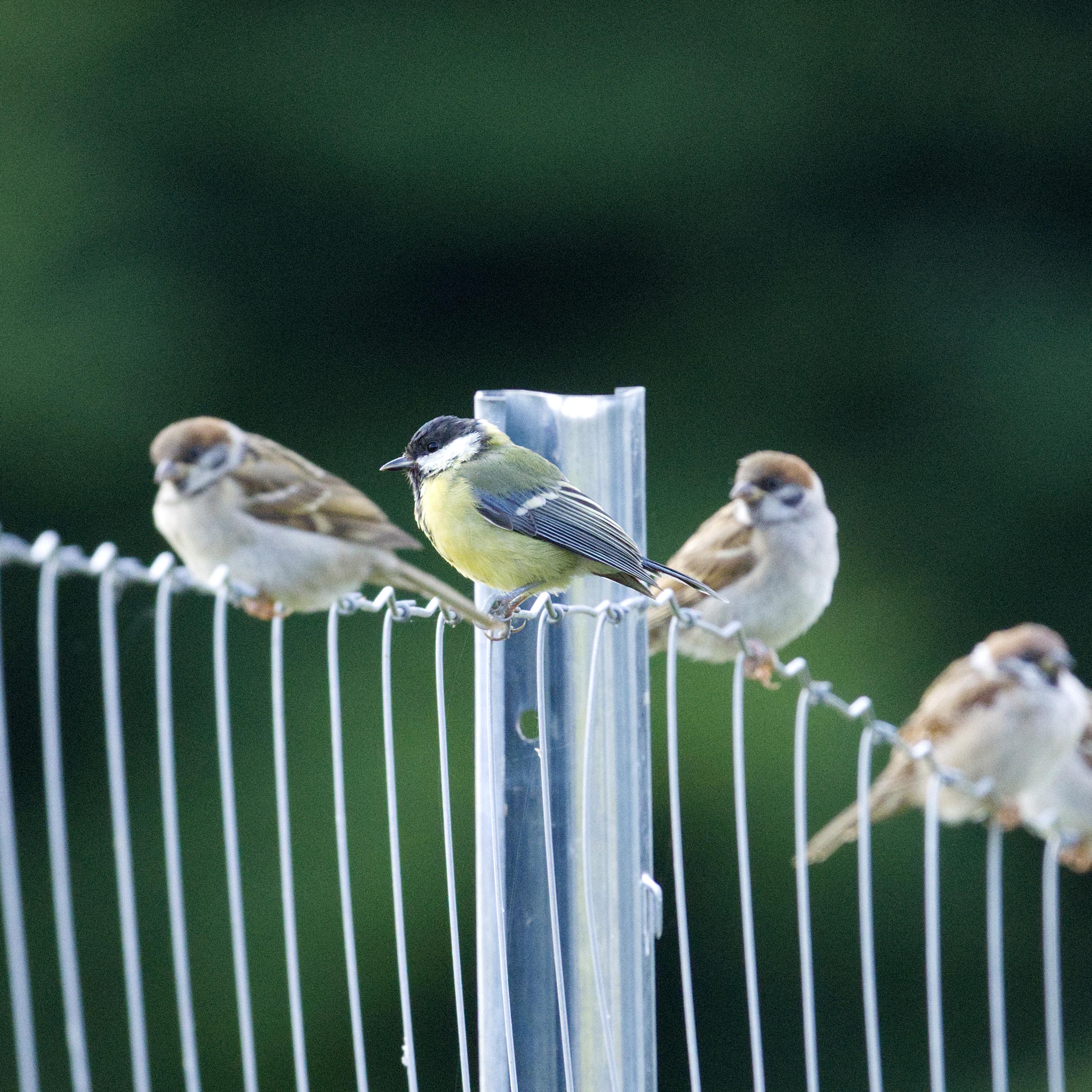 Auf einem Drahtzaun sitzen mehrere Feldsperlinge (Passer montanus), die nur unscharf abgebildet sind. Dazwischen hockt eine Kohlmeise (Parus major), die als einziger Vogel scharf zu erkennen ist.
Die Kohlmeise hat einen kurzen schwarzen Schnabel. Die Federn am Kopf sind schwarz und an den Wangen und Ohrdecken weiß. Der Rücken erscheint grünlich, Brust und Bauch gelb. Der untere Rücken, die Flügeldecken und der Schwanz sind blaugrau. In der Mitte der Unterseite des Rumpfes befindet sich ein schwarzer Längsstrich.