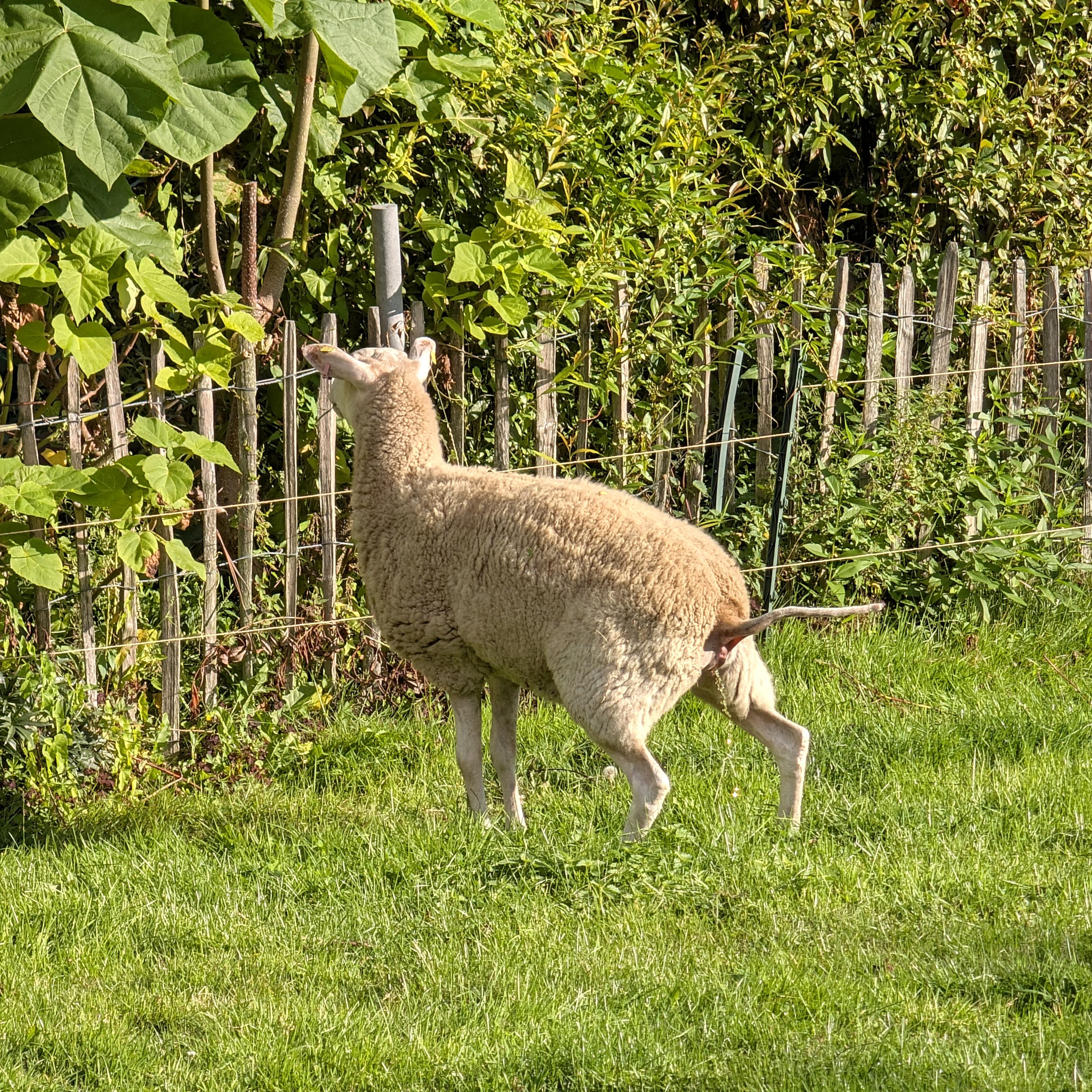 Zu sehen ist eine kurzgeknabberte Wiese mit einem begrenzenden Staketenzaun, hinter dem hohe Pflanzen eine Art Hecke bilden. Vor dem Zaun steht ein Schaf mit heller Wolle. Es hat die Hinterbeine breit ausgestellt und pinkelt. Der Betrachter sieht es von schräg hinten.