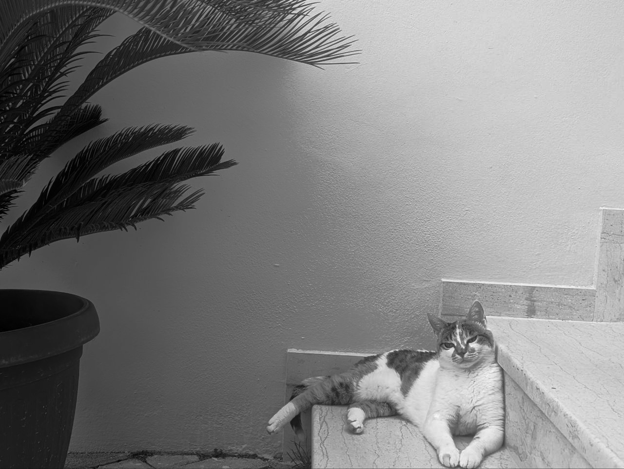 Aufnahme in Schwarzweiß. Links eine Palme in einem Blumentopf, im Schatten ist sie fast schwarz. Rechts helle Stufen aus einem glatten  Stein, vielleicht Marmor. Auf der untersten Stufe liegt entspannt eine Katze. Sie ist von vorne zu sehen. Ihre Vorderpfoten hat sie zusammen nach vorne ausgestreckt, den Kopf erhoben, die Augen dösend geschlossen.