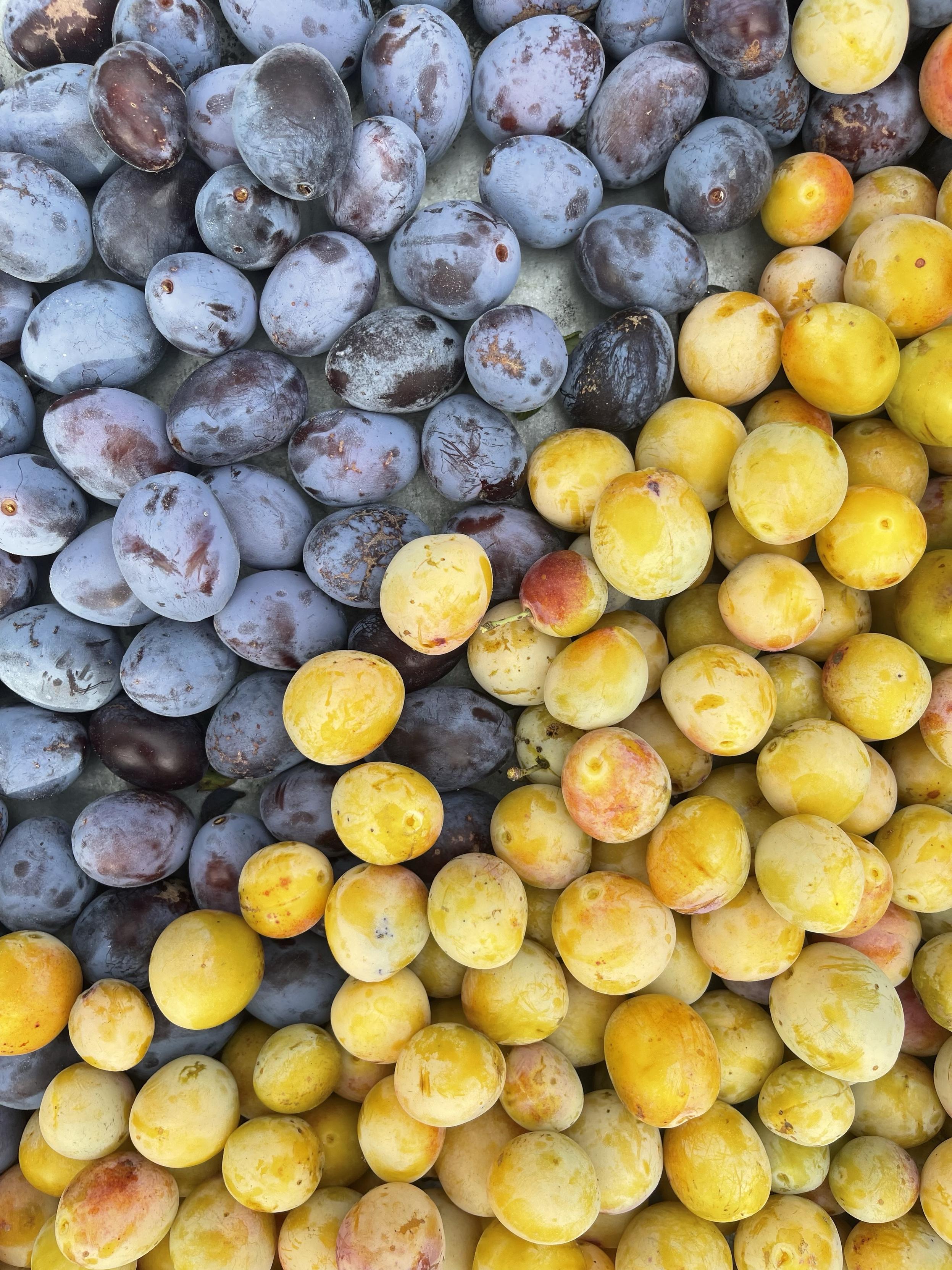 A close-up view of assorted plums, featuring a mix of dark blue and yellow varieties arranged in two sections. The dark blue plums are glossy, while the yellow ones are smooth with a slight sheen, showcasing their vibrant colors and textures.