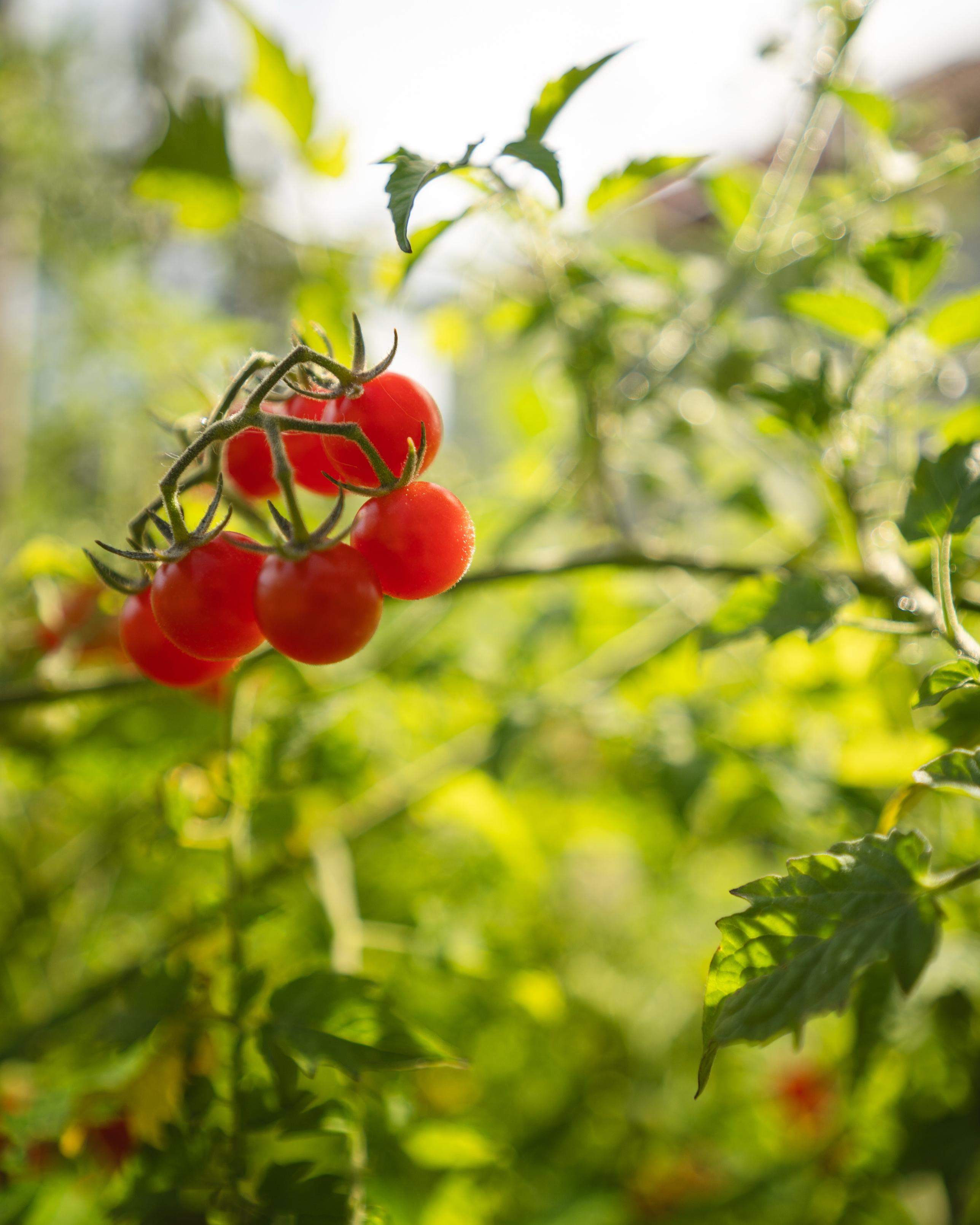A cluster of ripe red tomatoes on a vine, surrounded by lush green leaves, with a soft, blurred background indicating sunlight.