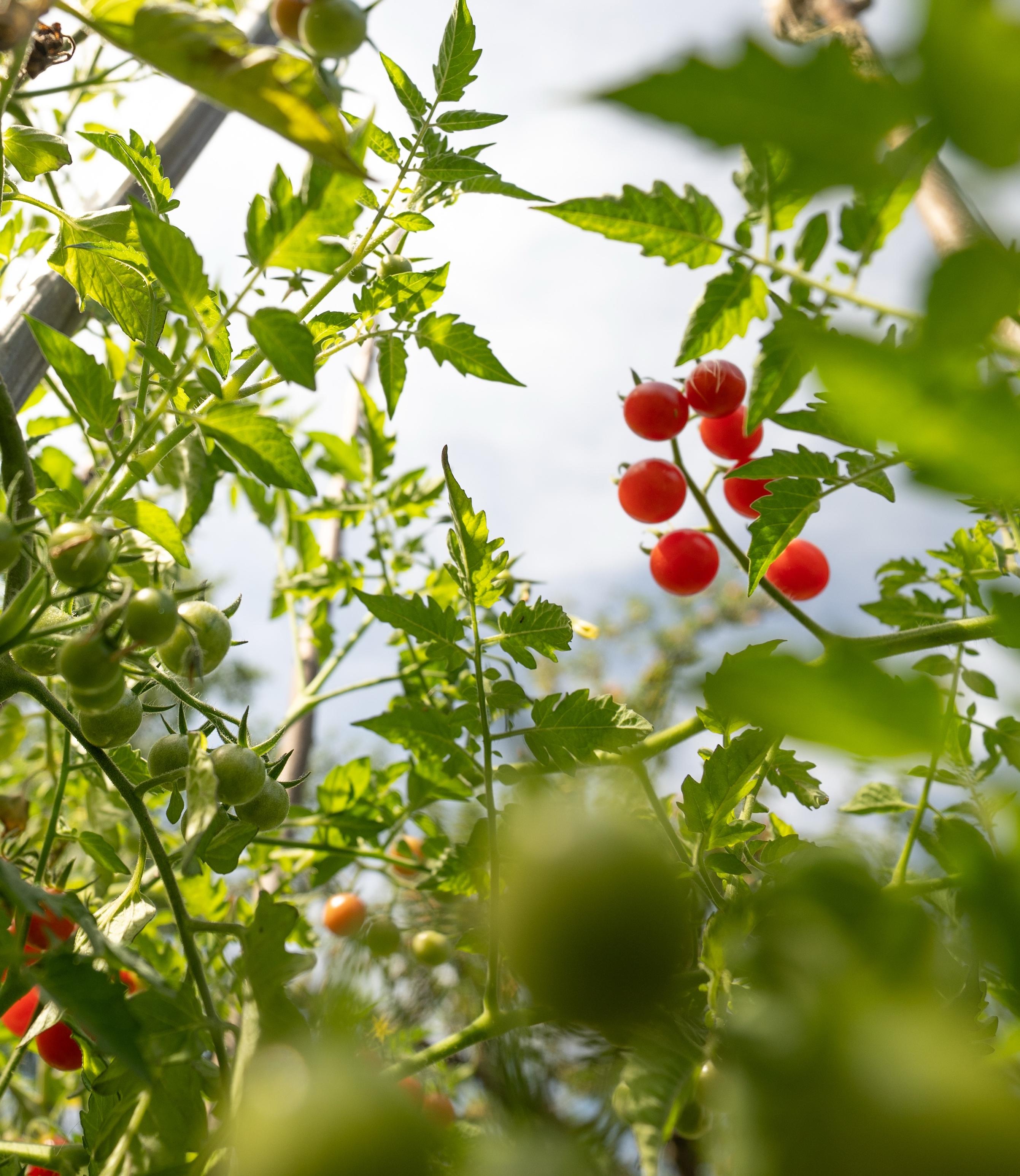 A close-up view of tomato plants with ripe red tomatoes and unripe green tomatoes among lush green leaves, taken from a low angle. The sky is visible in the background.