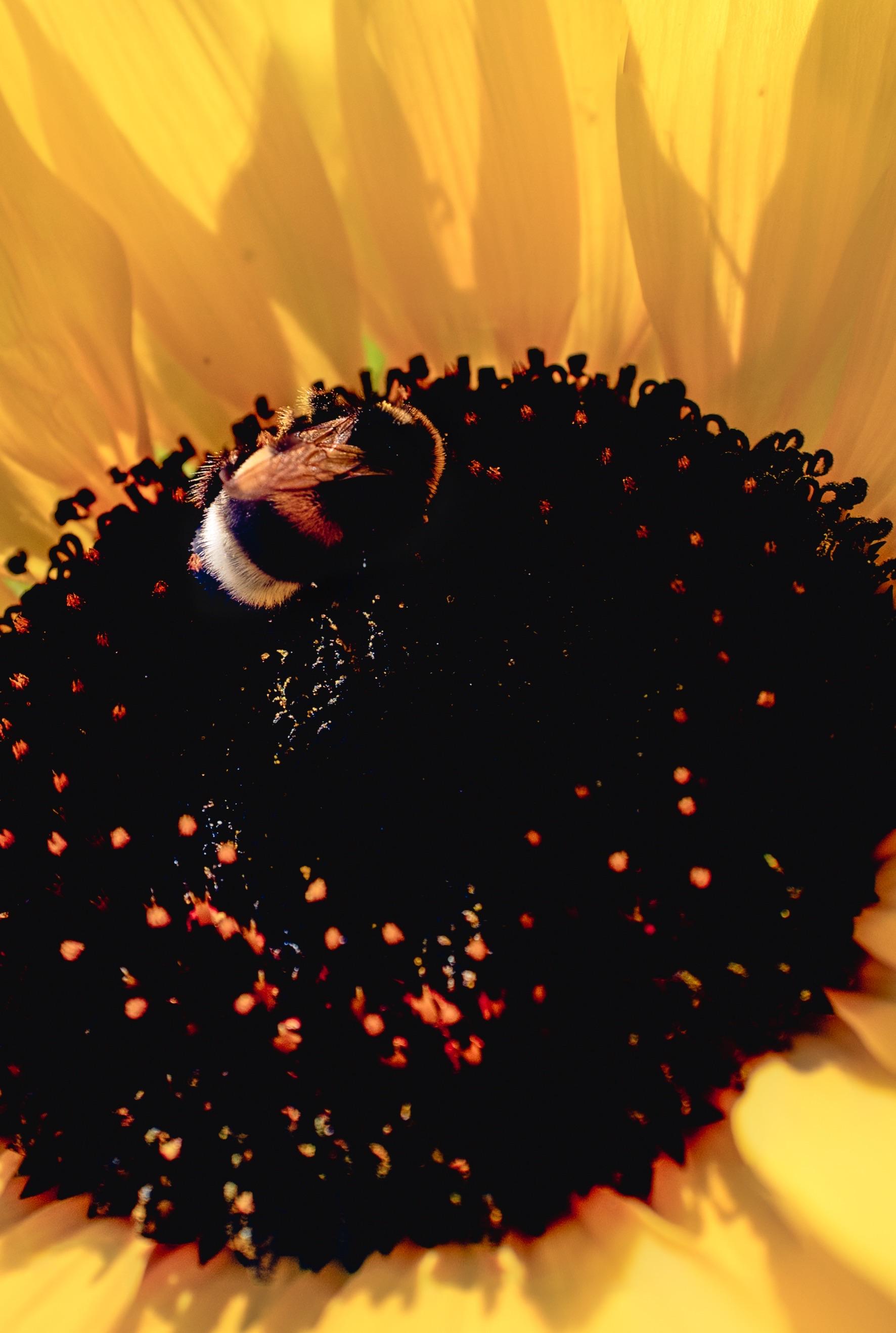 A close-up of a bumblebee gathering pollen from the center of a sunflower, surrounded by vibrant yellow petals.