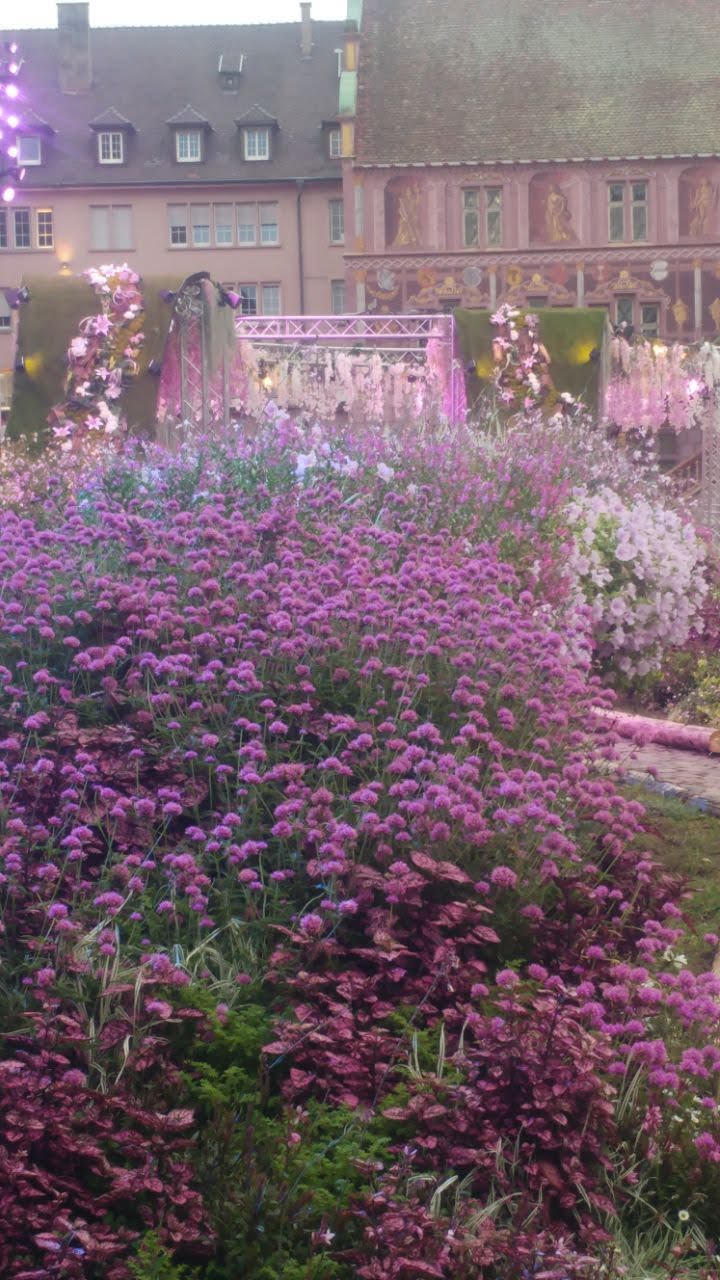 Der Rathausplatz von Mulhouse. Eine Masse an Blumen in allen Abstufungen von Rosa. Auch diie Häuser im Hintergrund sind rosa