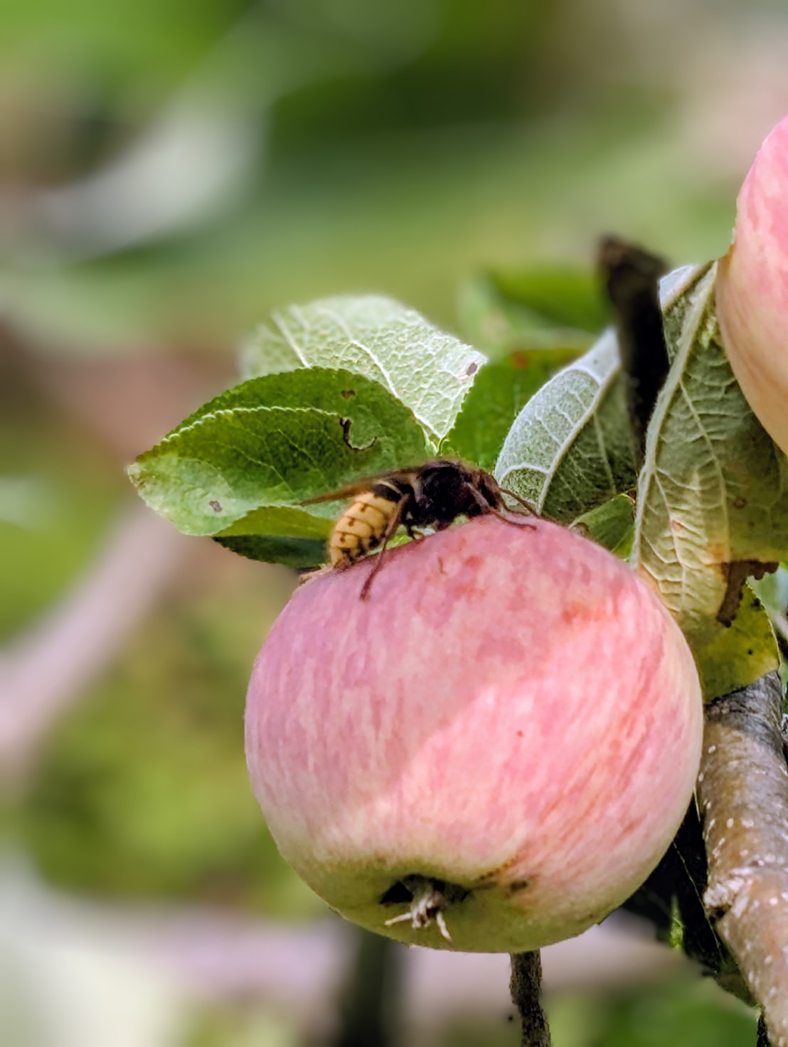 Ein rosa roter Apfel am Baum, auf dem eine Hornisse sitzt, die es sich schmecken lässt.