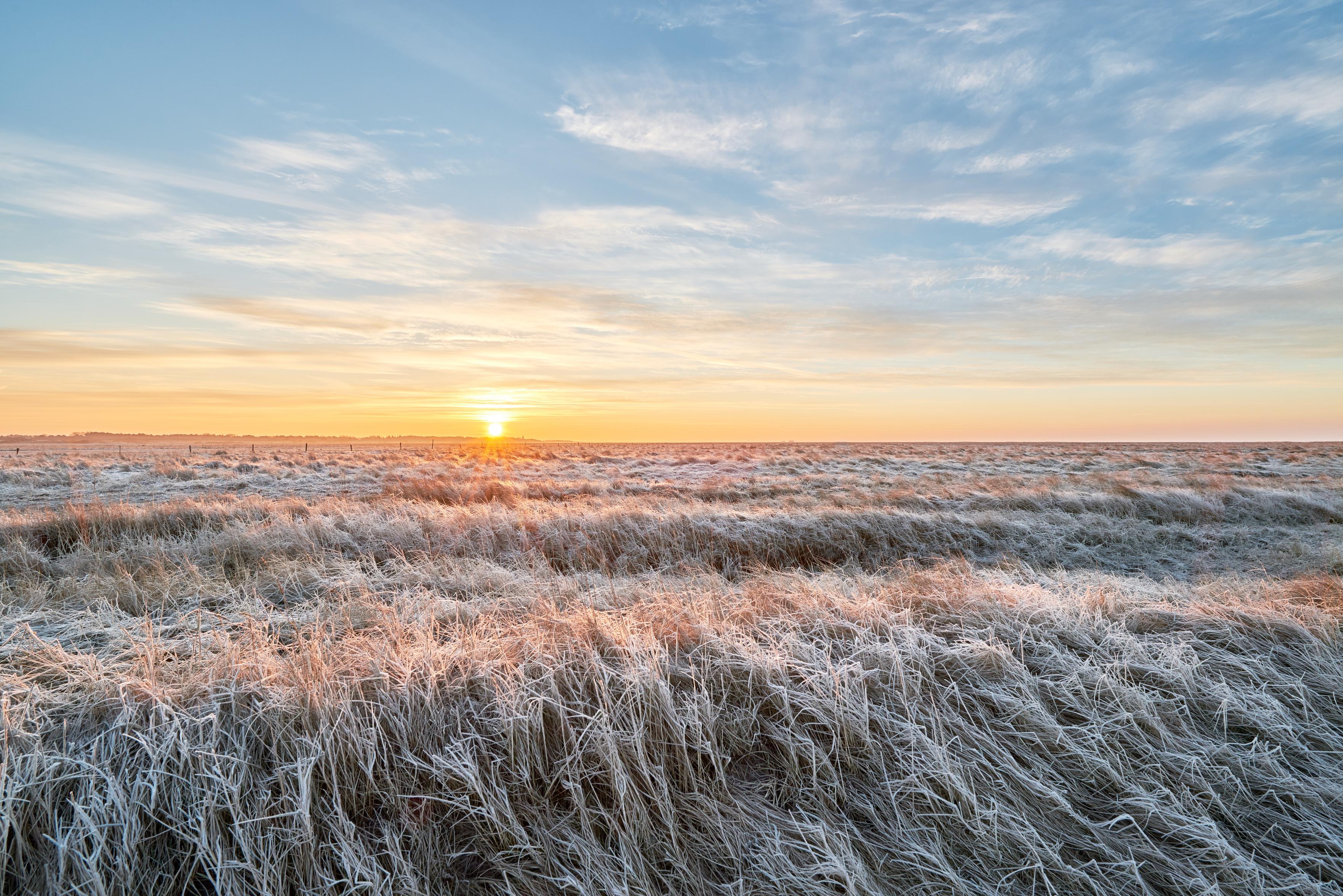 Eine stimmungsvolle, winterliche Landschaftsaufnahme an der Nordseeküste in Sankt Peter-Ording. Die untere Bildhälfte zeigt ein dichtes Feld aus trockenem Gras und Salzwiesen vegetationsformen, das von glitzerndem, weißem Raureif überzogen ist. Die sanften Halme werden im Vordergrund vom warmen, rosa-goldenen Schein der aufgehenden Sonne touchiert. Am flachen Horizont geht die Sonne als leuchtend gelber Punkt auf. Der helle Himmel verläuft nach oben hin in ein zartes Pastellblau mit feinen, lichtdurchfluteten Schleierwolken.