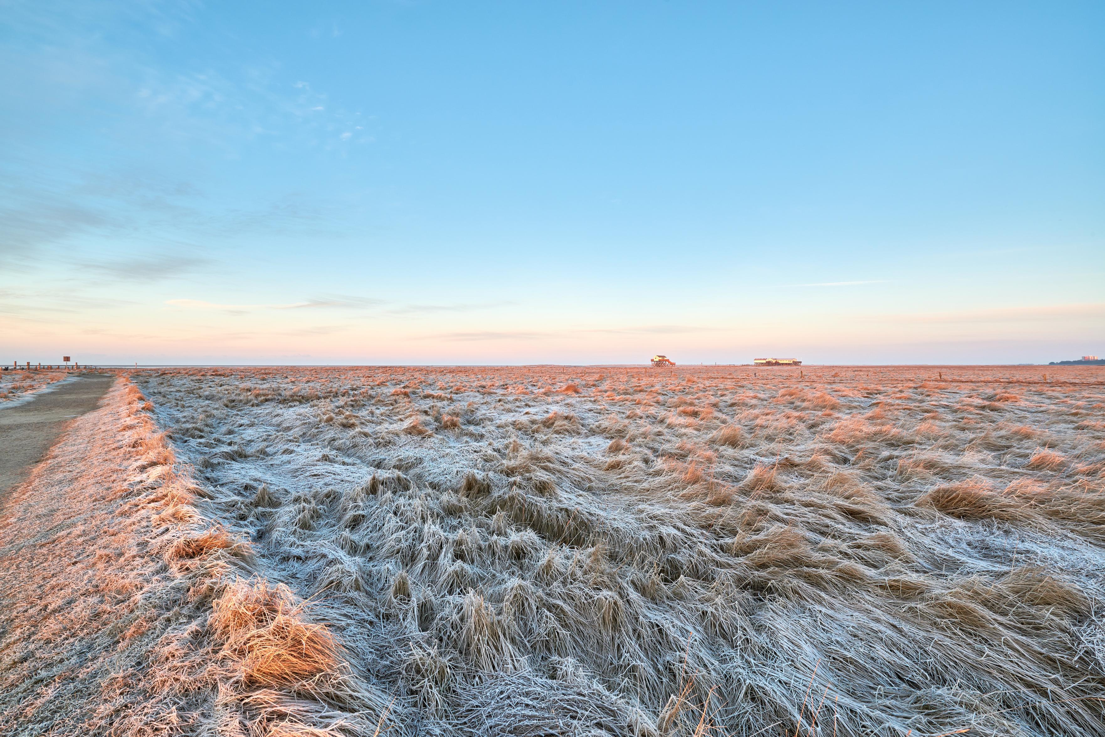 Eine minimalistische Weitwinkel-Landschaftsaufnahme der Küstenlandschaft von Sankt Peter-Ording im winterlichen Morgenlicht. Die flache Ebene im Vorder- und Mittelgrund ist mit plattgedrücktem, dichtem Dünengras bedeckt, das von Raureif überzogen ist. Das sanfte Licht der tief stehenden Sonne taucht die Halme in einen zarten rosa-orangefarbenen Schimmer. Links führt eine befestigte Kante den Blick in die Tiefe. Am flachen, weiten Horizont sind ganz klein die typischen St. Peter-Ordinger Pfahlbauten zu erkennen. Der klare Himmel verläuft von zartem Rosa am Horizont bis zu einem frischen Hellblau oben.