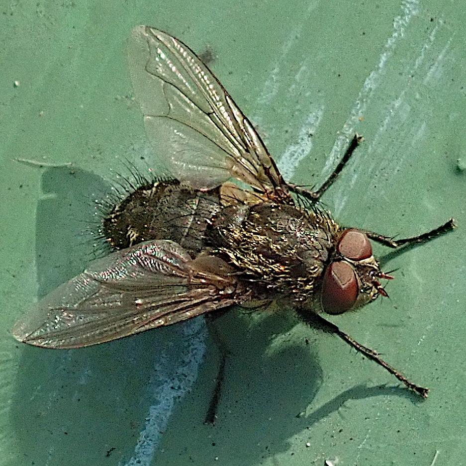 blick von oben auf eine schwarzgraue fliege mit dunkelroten facettenaugen, kurzen schütteren goldenen haaren auf dem thorax und längeren, ebenso schütteren dunklen abstehenden haaren auf dem hinterleib. sie steht auf einer graugrün gestrichenen oberfläche
