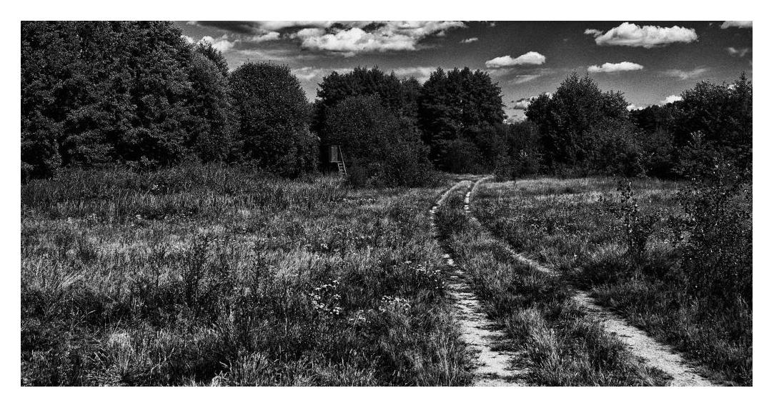halmoffene Landschaft,  ein sandiger Waldweg führt vorbei an einem Hochsitz durch Gräser und Sträucher in einen Wald