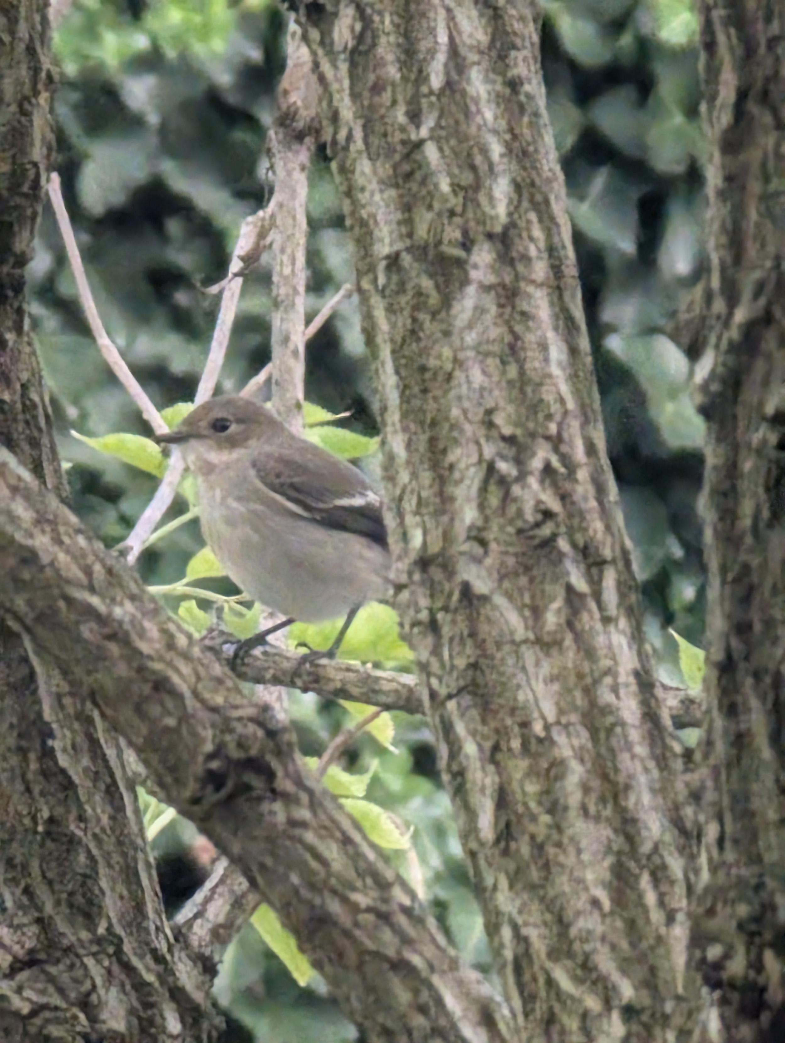 Ein graubrauner Vogel sitzt auf einem Ast inmitten anderer Äste.