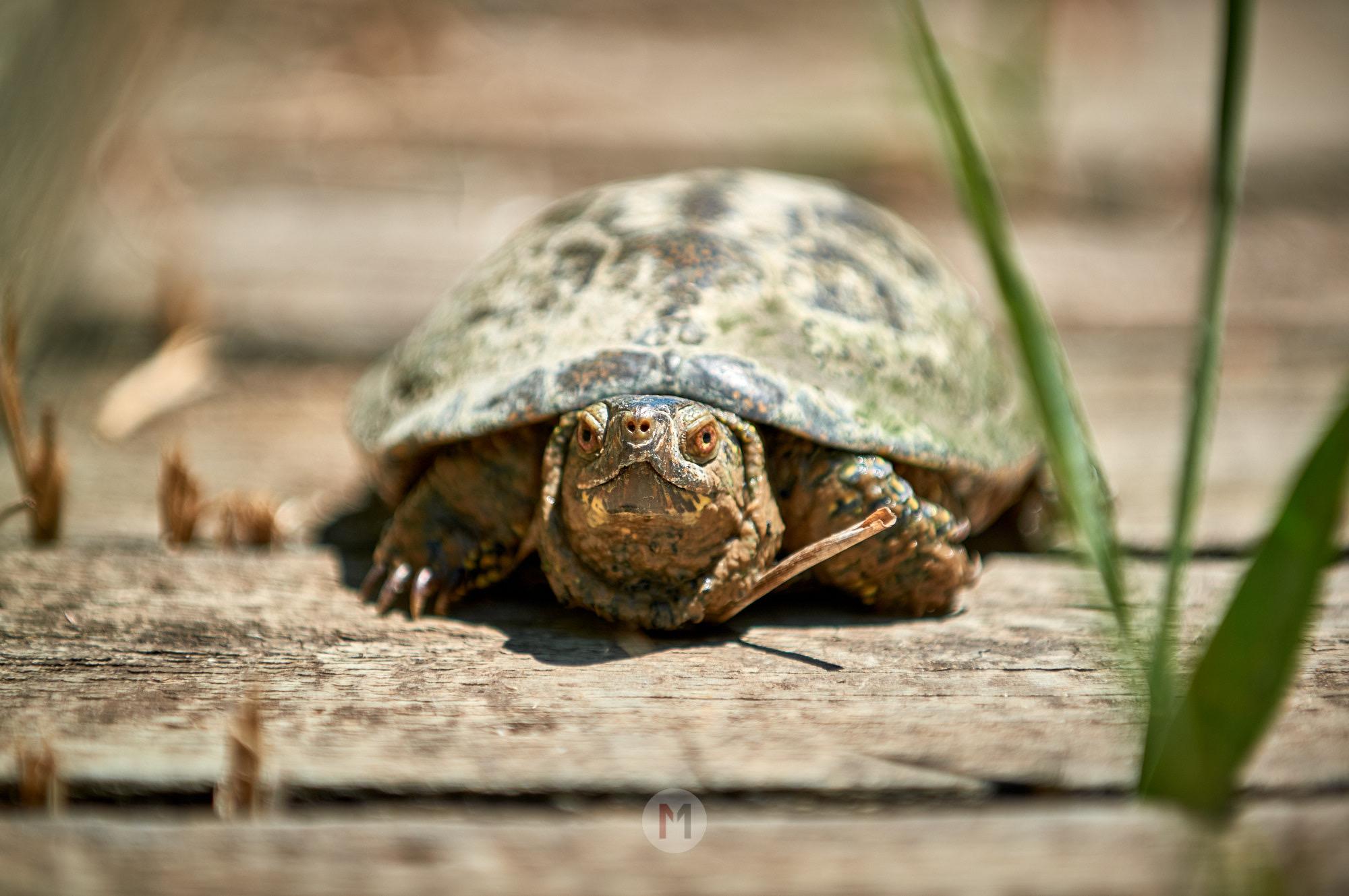Deutsch: 

Eine stimmungsvolle Makro-Naturaufnahme aus tiefer Perspektive auf Augenhöhe. Eine kleine Schildkröte mit gemustertem Panzer steht auf alten, verwitterten Holzplanken und blickt frontal in die Linse. Ein kleiner Ast lehnt an ihrem Panzer. Der Vorder- und Hintergrund sind in ein warmes, weiches Bokeh getaucht, während feine grüne Grashalme rechts im Bildrahmen als unscharfe Vordergrundelemente dienen.

English:

An intimate, low-angle nature photograph of a small turtle positioned on weathered wooden planks. The camera is aligned at the turtle's eye level as it faces forward toward the lens. A tiny twig rests against its shell. The lighting is warm and natural, featuring a shallow depth of field with soft bokeh in the background and blurred green blades of grass framing the right side of the image.