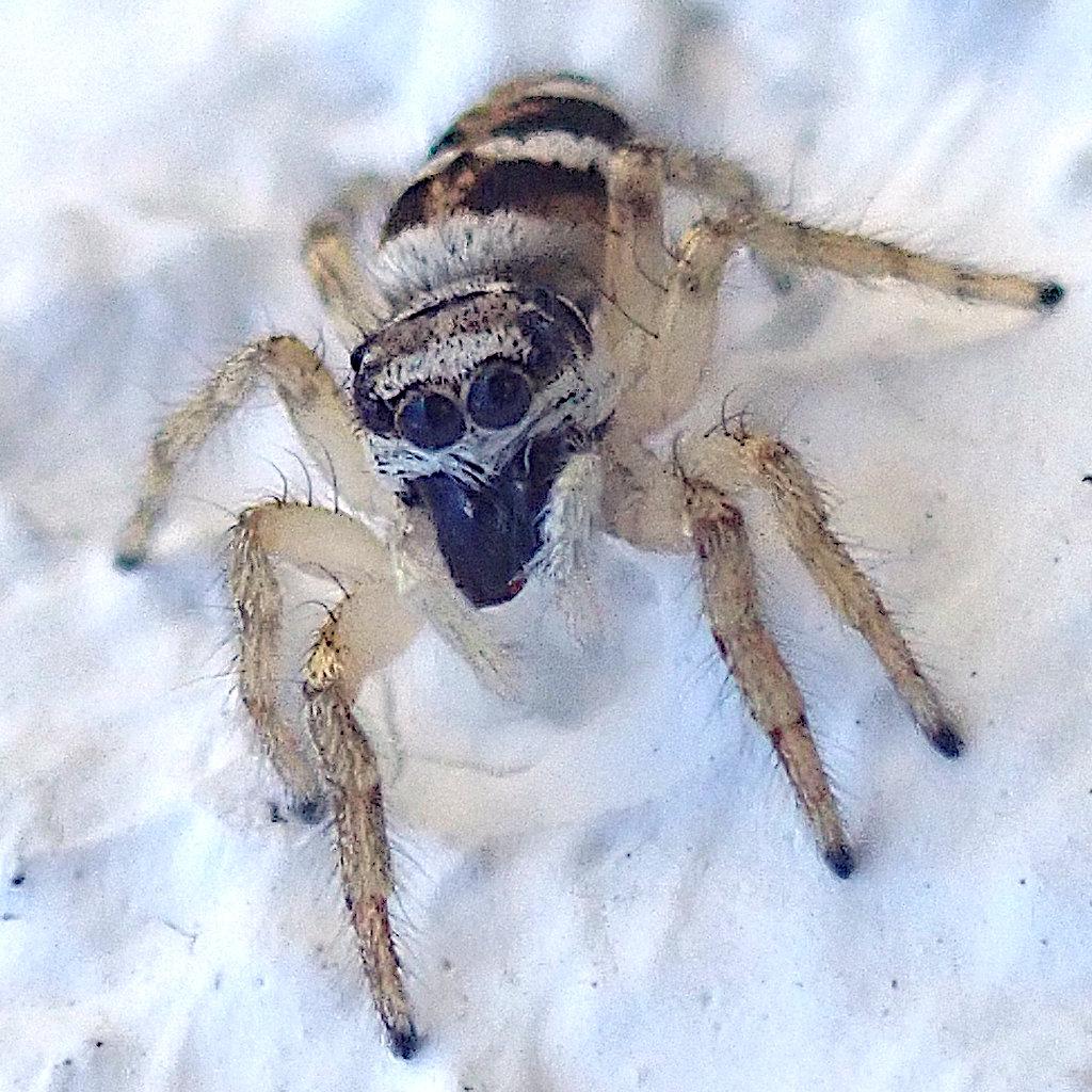 nahaufnahme einer kleinen dunkelbraun oder fast schwarz gestreiften weißen bzw cremefarbenen springspinne an einer weiß gestrichenen wand. sie stützt sich vorne hoch und blickt mit ihren sehr großen schwarz glänzenden knopfaugen, äh, hauptaugen knapp links an der kamera vorbei. das kann man durchaus einen neugierigen blick nennen. der schwarze streifen auf dem vorderkörper setzt sich über die beiden hauptaugen fort, wie eine banditen-maske aus einem comic, oder bei waschbären. die mundwerkzeuge sind auch schwarz, ansonstn überwiegt das cremeweiß. an den beinen sind zB nur die schütteren borstenhaare dunkel. die kombination große augen, kurze gliedmaßen und knubbelige gesamtform entspricht dem kindchenschema, was die spinne - für eine spinne - recht niedlich macht