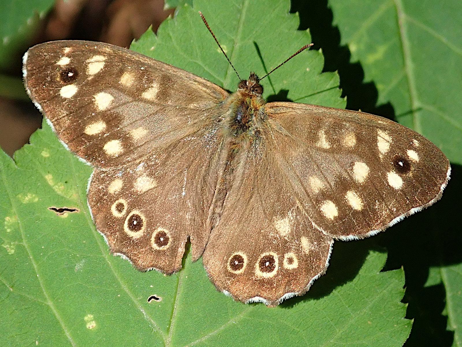 ein edelfalter namens waldbrettspiel sitzt mit aufgeklappten flügeln auf einem grünen blatt im sonnenlicht. die flügel sind rehbraun, die vorderflügel haben mehrere fast weiße, cremefarbene flecken und nahe der flügelspitze einen kleinen augenfleck, einen schwarzen ring mit weißem punkt innen, flankiert von 2 weiteren ebenfalls fast weißen flecken. die hinterflügel zeigen nahe des hinteren flügelrands eine ganze reihe von augenflecken. es sind helle ringe um dunkelbraune, fast schwarze kreisscheiben, je seite zwei davon mit einem weißen punkt in der mitte. der körper ist dunkelbraun mit pelzflaum.