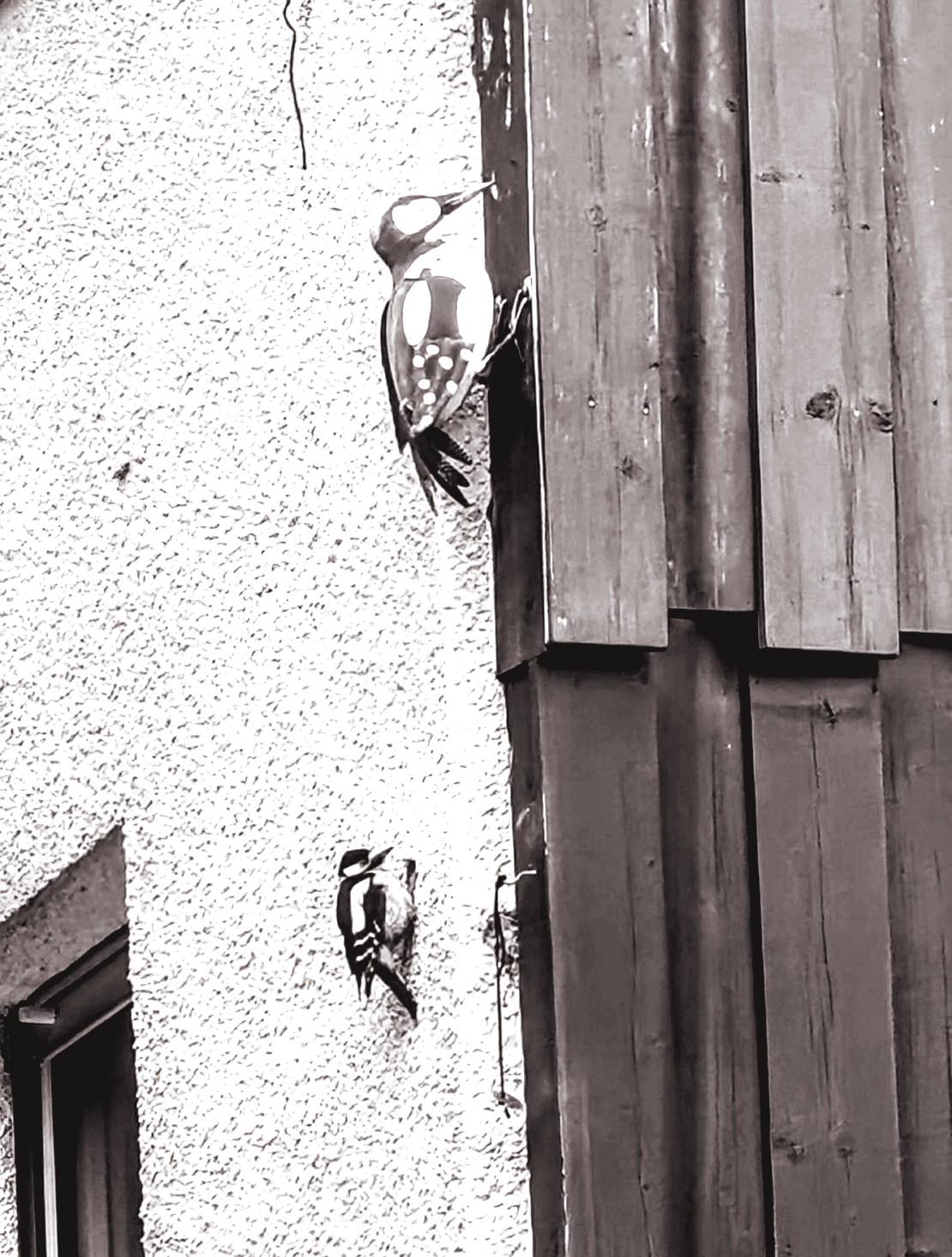 Blick auf ein Hauseck, oben unterm Dach.
Die rechte Seite des Hauses ist mit Holz verkleidet. Dort ist eine riesengroße Spechtatrappe zur Abschreckung angebracht. Direkt darunter, auf der linken Seite des Ecks, sitzt ein kleiner Buntspecht.