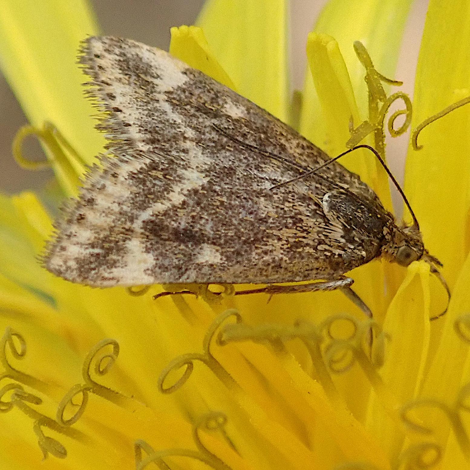 ausschnitt, nahaufnahme eines kleinen pfeilspitzförmigen falters der sehr unauffällig braun krümelig meliert ist mit zwei dünnen helleren bändern zum hinterrand hin. er sitzt auf den vielen kleinen gelben einzelblüten eines löwenzahns, aus denen dünne fäden mit gespaltener spitze emporsprießen, die sich lustig zu zwei gegenüberstehenden seiten aufrollen, lauter kleine doppelkringel bilden. das sind wohl die blüten-stempel oder -narben, die auf die aufnahme von pollen warten.