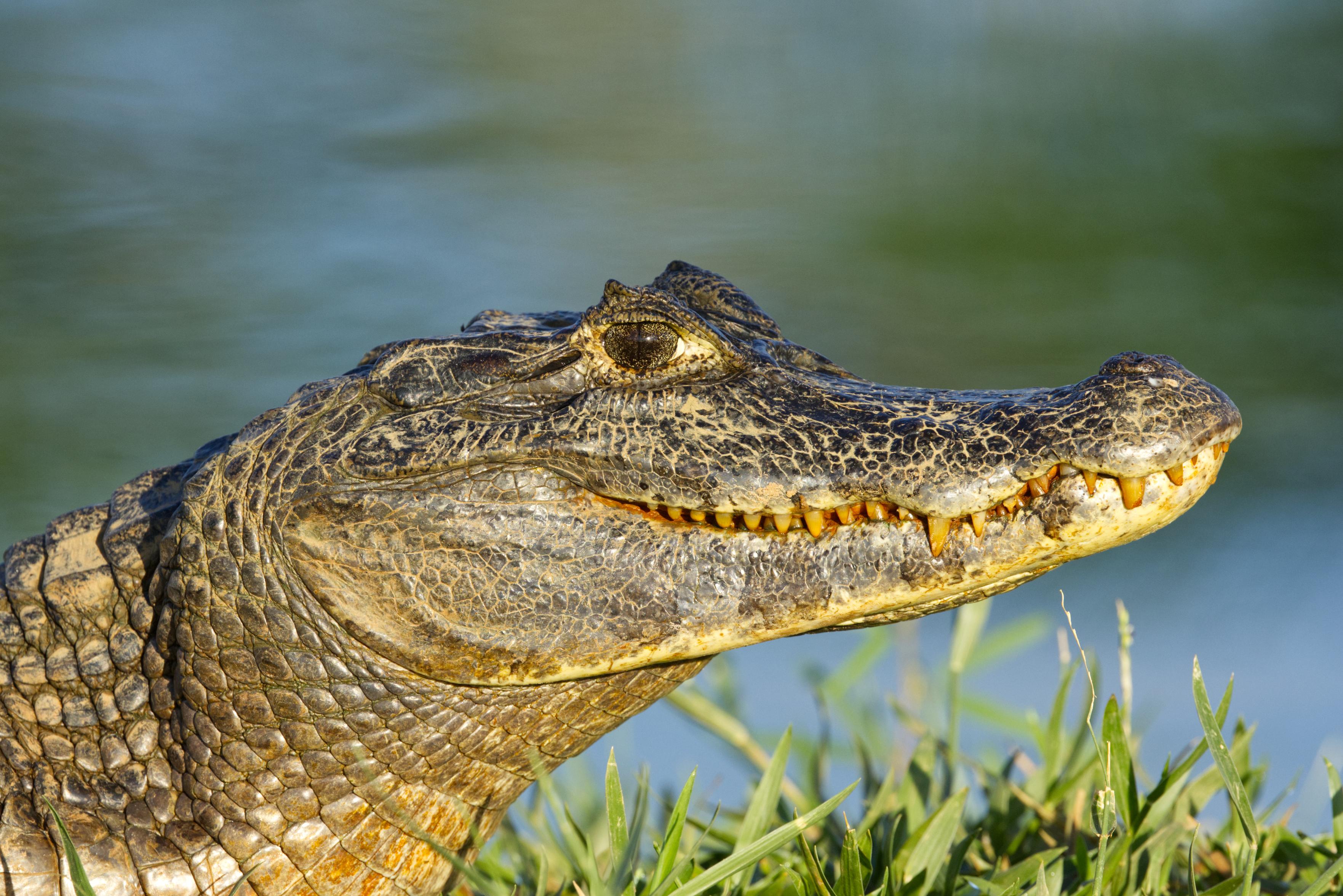 Seitliche Nahaufnahme des Kopfes eines Brillenkaimans (Caiman yacare).
Der Rücken des Brillenkaimans ist dunkeloliv gefärbt, wohingegen die Bauchseite heller und grünlich-gelb bis weiß ist. Er hat einen markanten Knochenwulst vor den Augen, wird meist zwei Meter lang und wiegt bis zu 60 Kilogramm. Die in der Literatur angegebene maximale Größe beträgt 2,70 Meter.