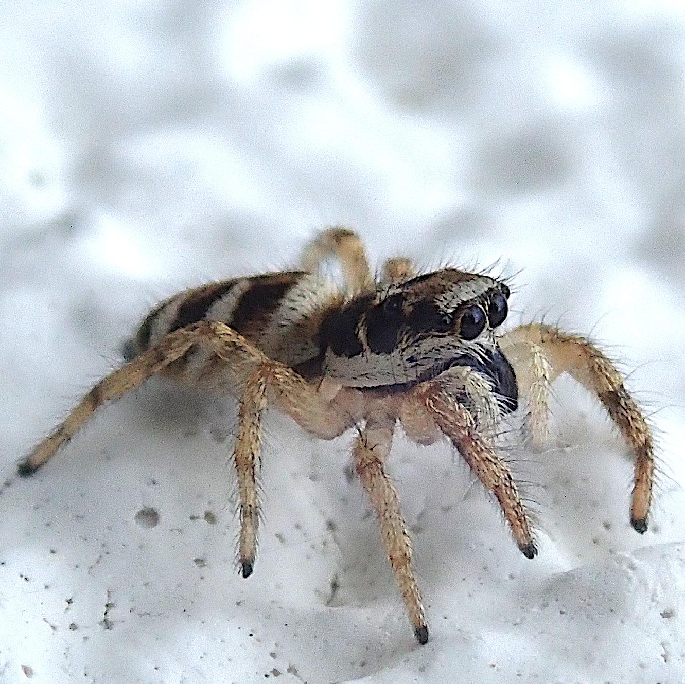 nahaufnahme einer kleinen dunkelbraun bis fast schwarz gestreiften weißen bzw cremefarbenen springspinne an einer weiß gestrichenen wand. sie stützt sich vorne hoch und blickt mit ihren sehr großen schwarz glänzenden knopfaugen, äh, hauptaugen nach rechts in die ferne. das hat was nachdenkliches, fast melancholisch sinnierendes. der schwarze streifen auf dem vorderkörper setzt sich über die beiden hauptaugen fort, wie eine banditen-maske aus einem comic, oder bei waschbären. die mundwerkzeuge sind auch schwarz, ansonstn überwiegt das cremeweiß. an den beinen sind zB nur die schütteren borstenhaare dunkel. die kombination große augen, kurze gliedmaßen und knubbelige gesamtform entspricht dem kindchenschema, was die spinne - für eine spinne - recht niedlich macht