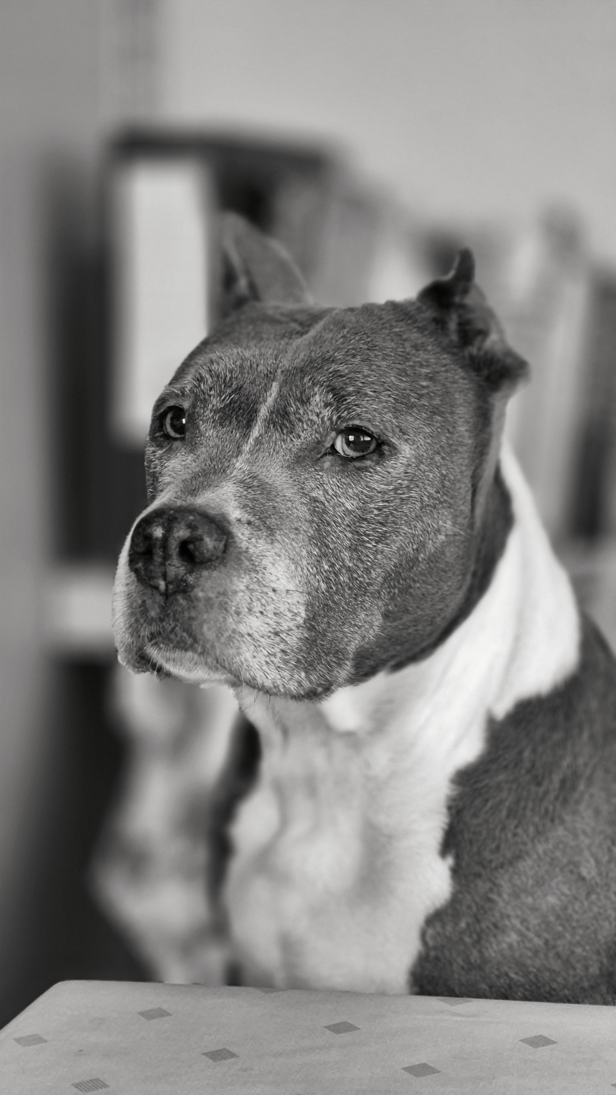 Das Foto ist rechteckig im Hochformat, also vertikal ausgerichtet, und schwarz-weiß. 
Es zeigt einen Hundekopf in Nahaufnahme, der Kopf zeigt nach links, sein Blick richtet sich in Richtung Kamera. Der Hund ist ein American Staffordshire Terrier mit einem kräftigen, muskulösen Kopf und markanten Zügen: aufmerksame Augen, kurze, kupierte Ohren und eine gut erkennbare Nasenpartie. Der Hintergrund ist stark unscharf, sodass der Fokus vollständig auf dem Gesicht des Hundes liegt. Am unteren Bildrand ist noch ein Streifen einer Oberfläche zu erkennen.

Insgesamt ist es ein ruhiges, kontemplatives Tierporträt, dessen Schwarz-Weiß-Ästhetik die Textur des Fells und den Ausdruck des Tieres besonders hervorhebt.

The photograph is rectangular and in portrait orientation, i.e. vertical, and is in black and white. 
It shows a close-up of a dog’s head; the head is turned to the left, and the dog is looking towards the camera. The dog is an American Staffordshire Terrier with a strong, muscular head