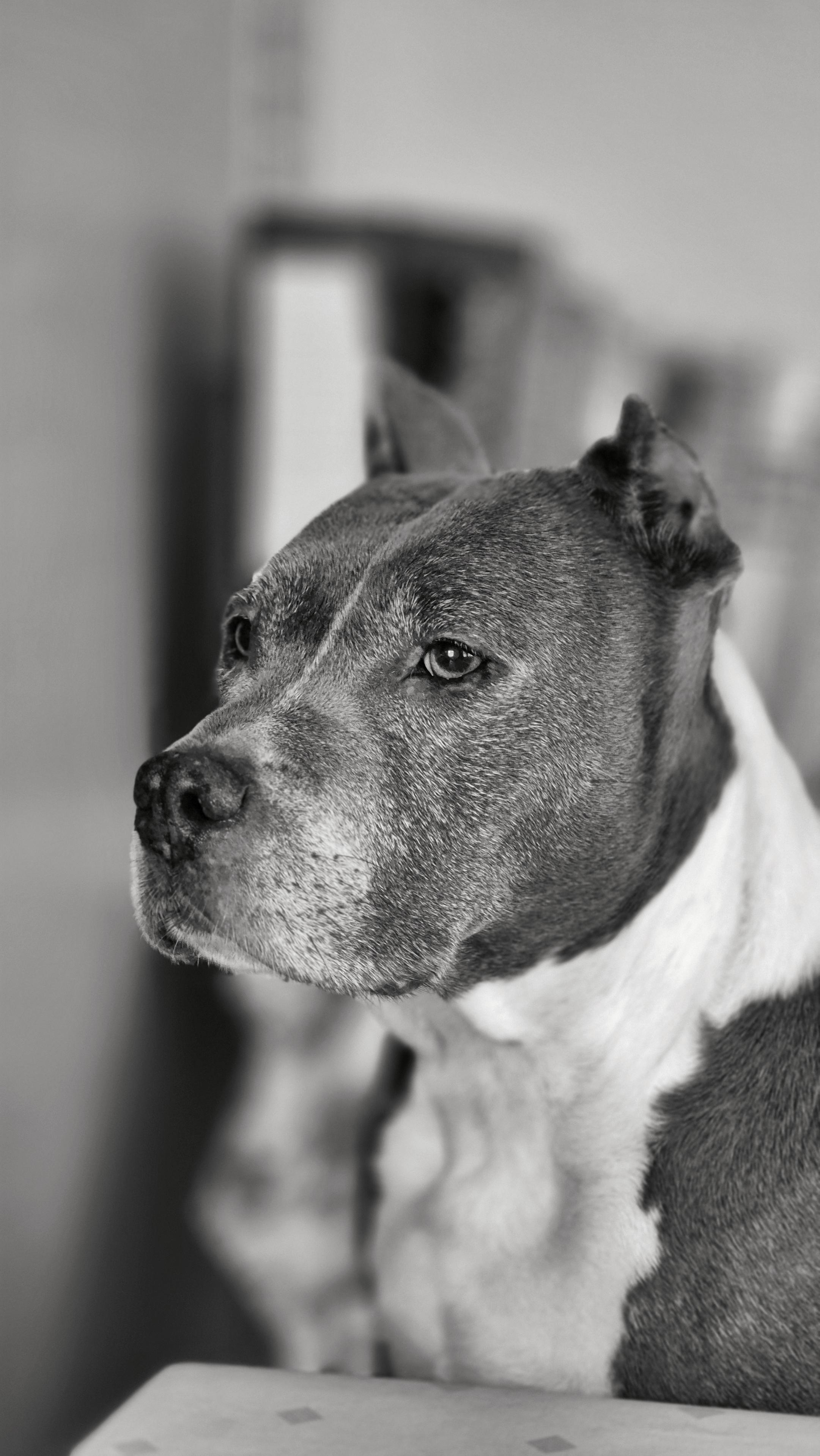 Das Foto ist rechteckig im Hochformat, also vertikal ausgerichtet, und schwarz-weiß.
Es zeigt einen Hundekopf in Nahaufnahme, der nach links aus dem Bild hinausblickt. Der Hund ist ein American Staffordshire Terrier mit einem kräftigen, muskulösen Kopf und markanten Zügen: aufmerksame Augen, kurze, kupierte Ohren und eine gut erkennbare Nasenpartie. Der Hintergrund ist stark unscharf, sodass der Fokus vollständig auf dem Gesicht des Hundes liegt. Am unteren Bildrand ist noch ein Streifen einer Oberfläche zu erkennen.

Insgesamt ist es ein ruhiges, kontemplatives Tierporträt, dessen Schwarz-Weiß-Ästhetik die Textur des Fells und den Ausdruck des Tieres besonders hervorhebt.

The photograph is rectangular and in portrait orientation, i.e. vertical, and is in black and white.
It shows a close-up of a dog’s head looking out of the frame to the left. The dog is an American Staffordshire Terrier with a strong, muscular head and distinctive features: alert eyes, short, cropped ears and a clea