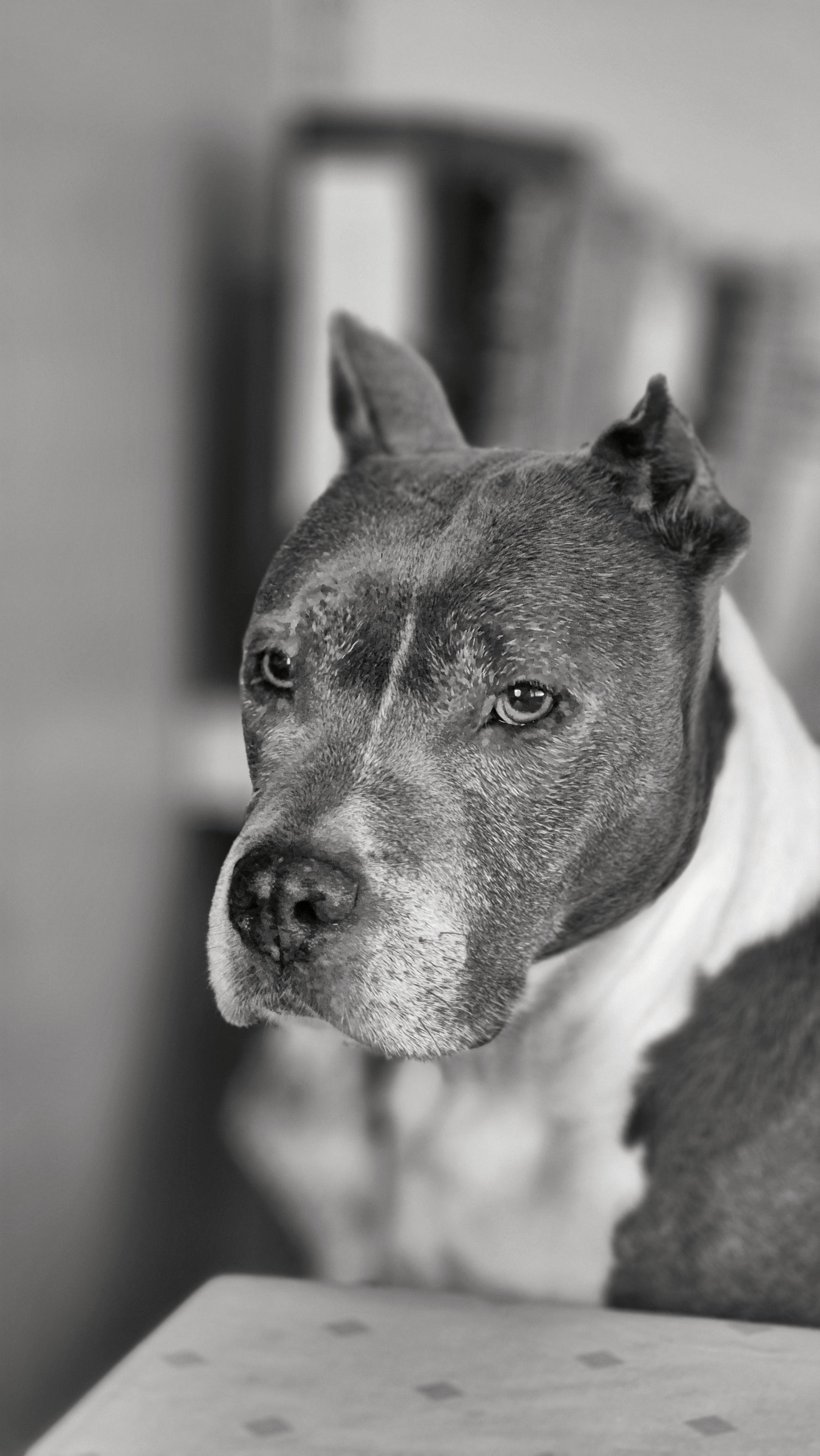 Das Foto ist rechteckig im Hochformat, also vertikal ausgerichtet, und schwarz-weiß. 
Es zeigt einen Hundekopf in Nahaufnahme, der Kopf zeigt nach links, sein Blick richtet sich leicht an der Kamera vorbei auf die linke Bildseite. Der Hund ist ein American Staffordshire Terrier mit einem kräftigen, muskulösen Kopf und markanten Zügen: aufmerksame Augen, kurze, kupierte Ohren und eine gut erkennbare Nasenpartie. Der Hintergrund ist stark unscharf, sodass der Fokus vollständig auf dem Gesicht des Hundes liegt. Am unteren Bildrand ist noch ein Streifen einer Oberfläche zu erkennen.

Insgesamt ist es ein ruhiges, kontemplatives Tierporträt, dessen Schwarz-Weiß-Ästhetik die Textur des Fells und den Ausdruck des Tieres besonders hervorhebt.

The photograph is rectangular and in portrait orientation, i.e. vertical, and is in black and white. 
It shows a close-up of a dog’s head; the head is turned to the left, and the dog’s gaze is directed slightly past the camera towards the left-hand side 