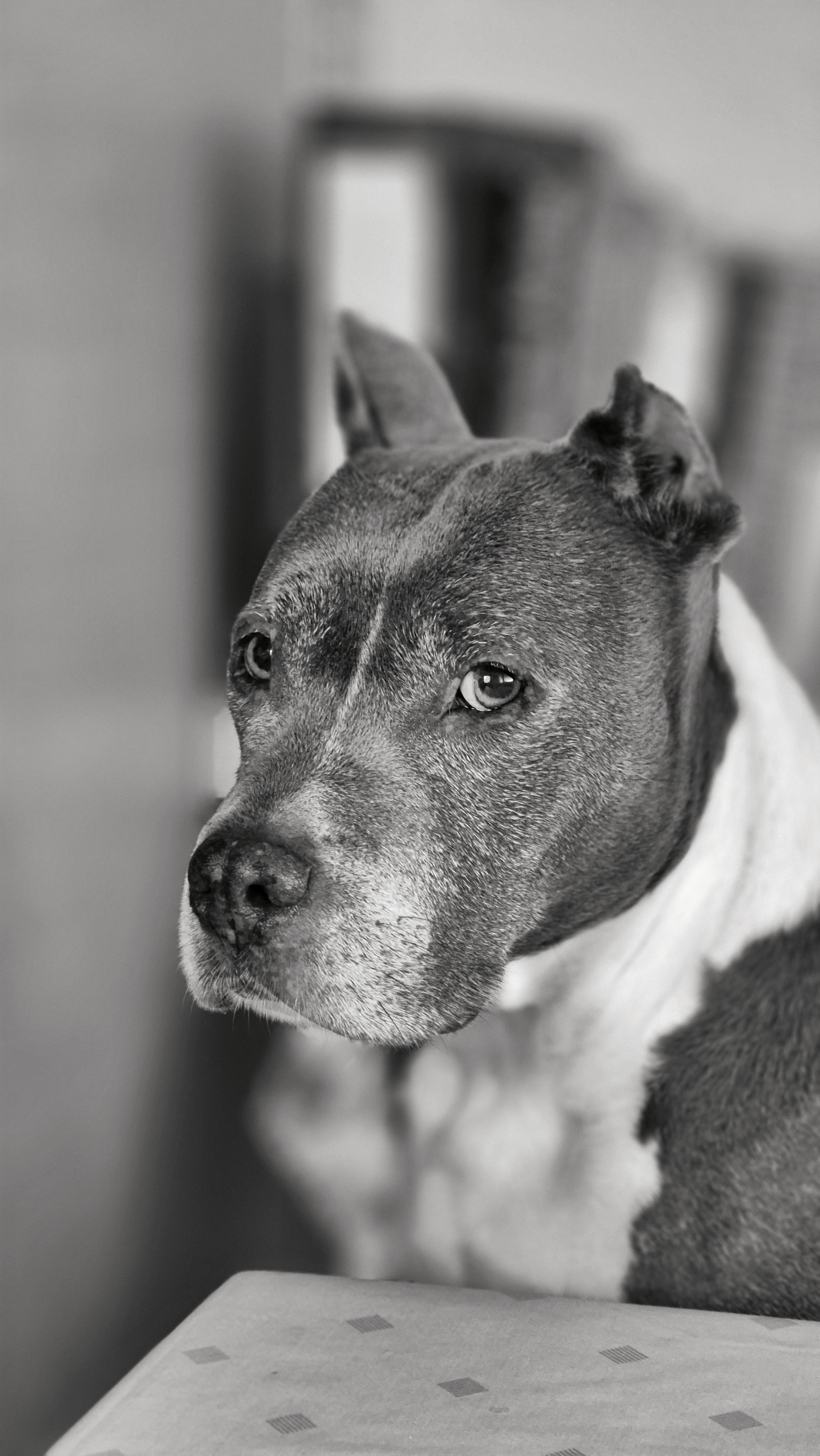 Das Foto ist rechteckig im Hochformat, also vertikal ausgerichtet, und schwarz-weiß. 
Es zeigt einen Hundekopf in Nahaufnahme, der Kopf zeigt nach links, sein Blick richtet sich in Richtung Kamera, wobei der Kopf leicht gesenkt ist. Der Hund ist ein American Staffordshire Terrier mit einem kräftigen, muskulösen Kopf und markanten Zügen: aufmerksame Augen, kurze, kupierte Ohren und eine gut erkennbare Nasenpartie. Der Hintergrund ist stark unscharf, sodass der Fokus vollständig auf dem Gesicht des Hundes liegt. Am unteren Bildrand ist noch ein Streifen einer Oberfläche zu erkennen.

Insgesamt ist es ein ruhiges, kontemplatives Tierporträt, dessen Schwarz-Weiß-Ästhetik die Textur des Fells und den Ausdruck des Tieres besonders hervorhebt.

The photograph is rectangular and in portrait orientation, i.e. vertical, and is in black and white.
It shows a close-up of a dog’s head; the head is turned to the left, its gaze directed towards the camera, whilst the head is slightly lowered. The dog