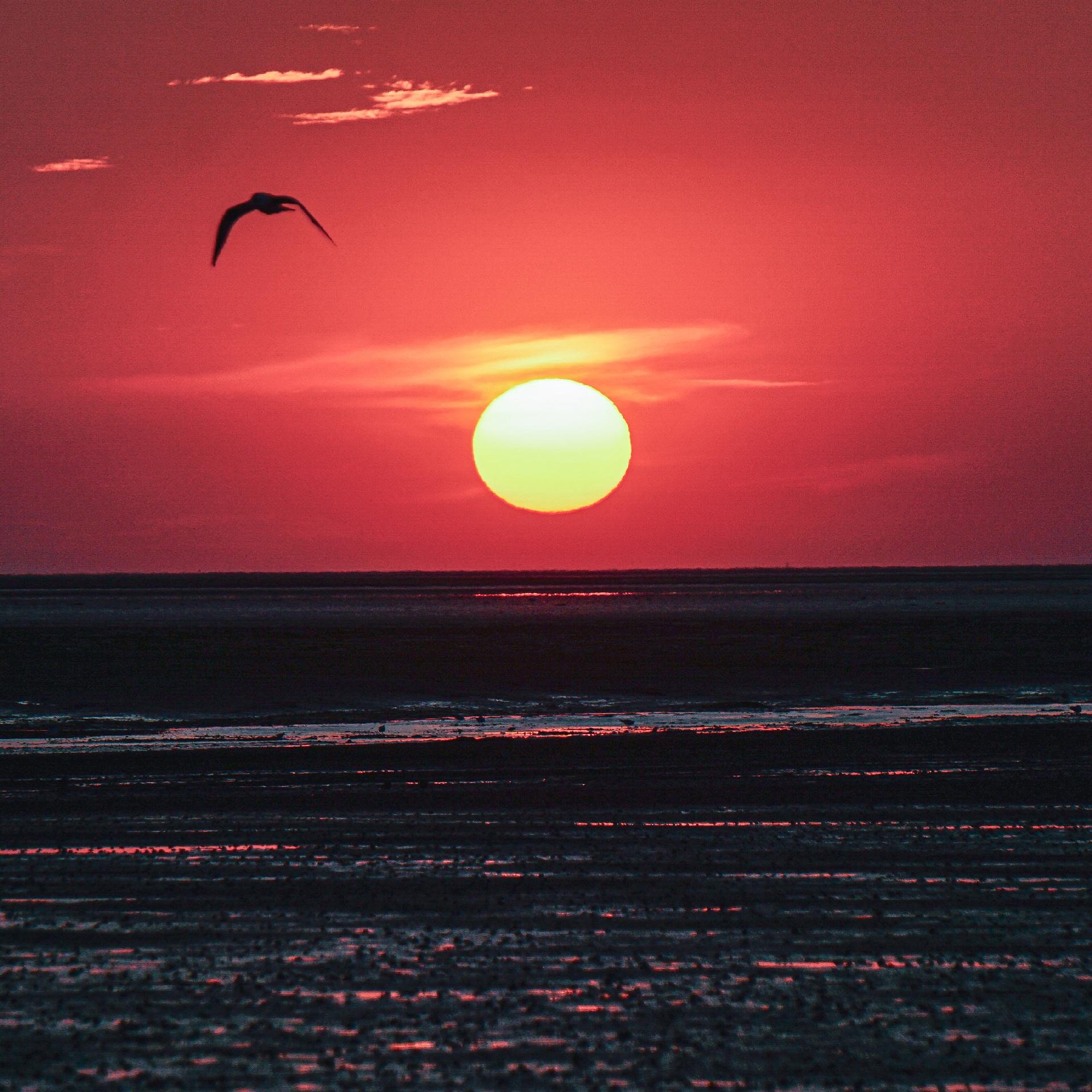Rot steht die Sonne 0ber dem grauen Wattenmeer der Nordsee, dacor schwarz als Silhouette eine Möwe, die zum Horizont fliegt.
