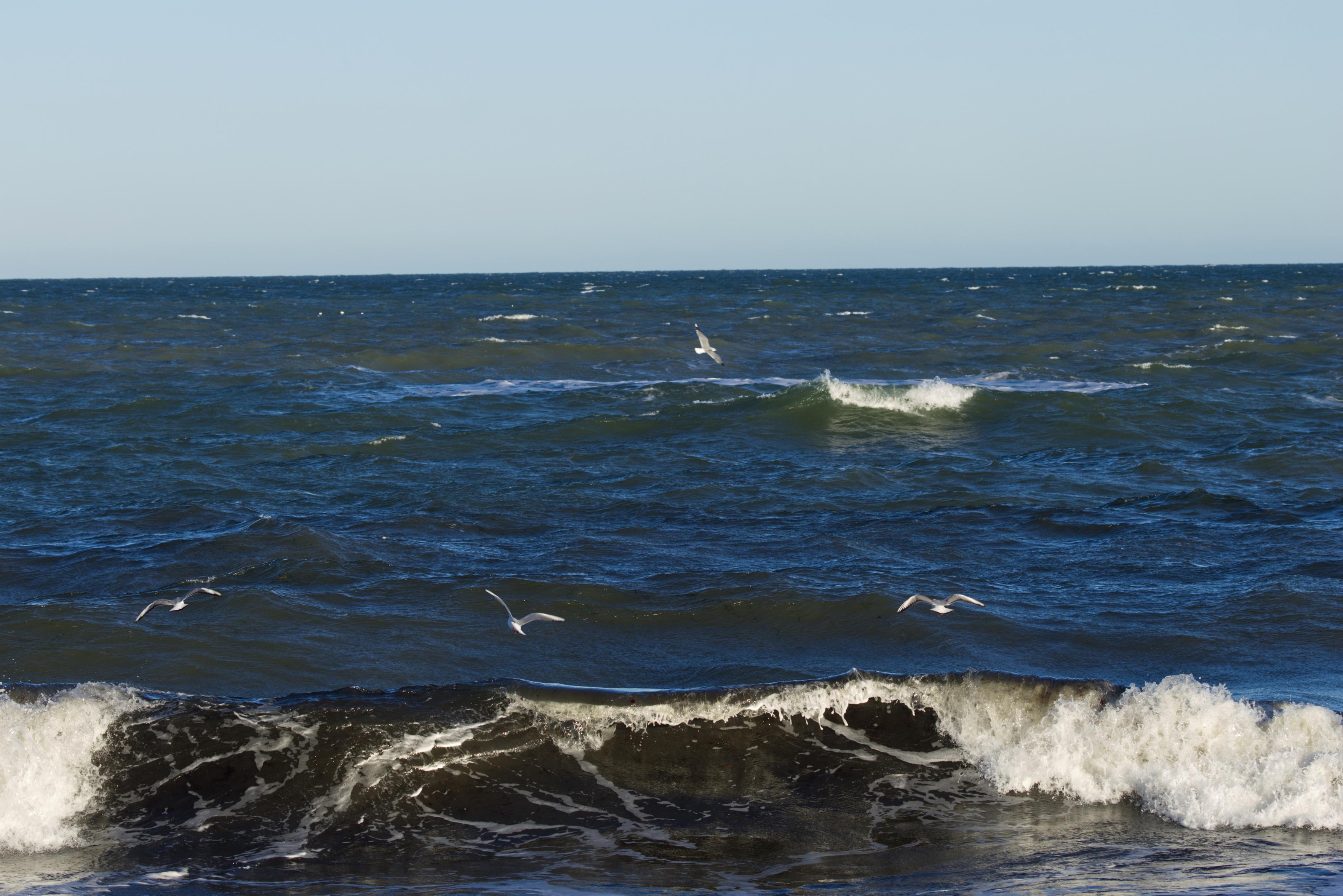 Der Betrachter blickt vom nicht sichtbaren Strand hinaus in die Brandung des Meeres. Eine Welle beginnt gerade zu brechen. Möwen schweben über dem Wasser. Der Himmel über dem Horizont ist milchig-blau.