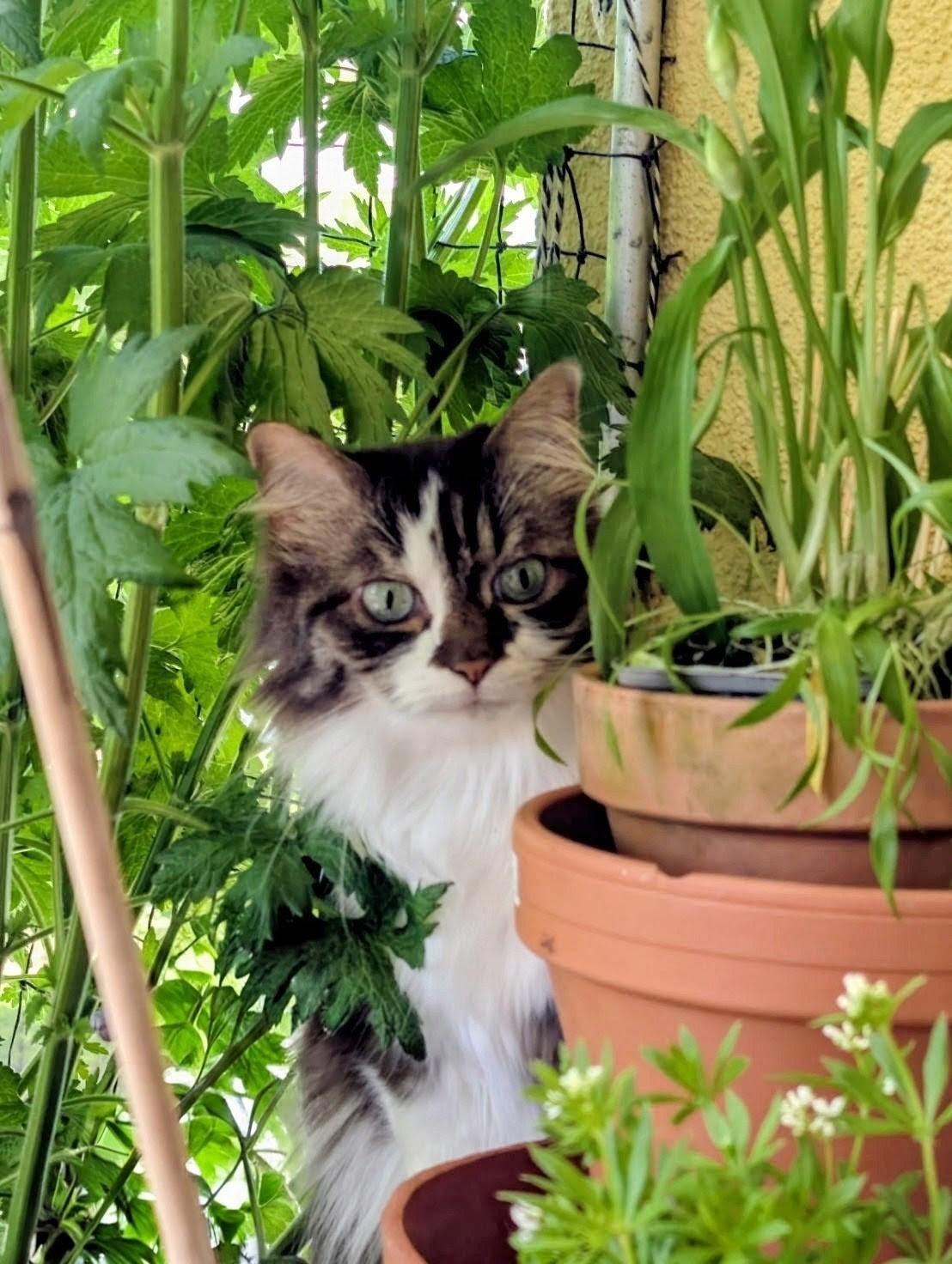 Aufnahme auf einem Balkon. Eine Langhaarkatze sitzt inmitten von dichten Pflanzen. Rechts von ihr sind ineinandergestellte Blumentöpfe zu einem Kräuterturm gebaut. Links steckt ein Bambusstock, hinter ist dichtes Grün.