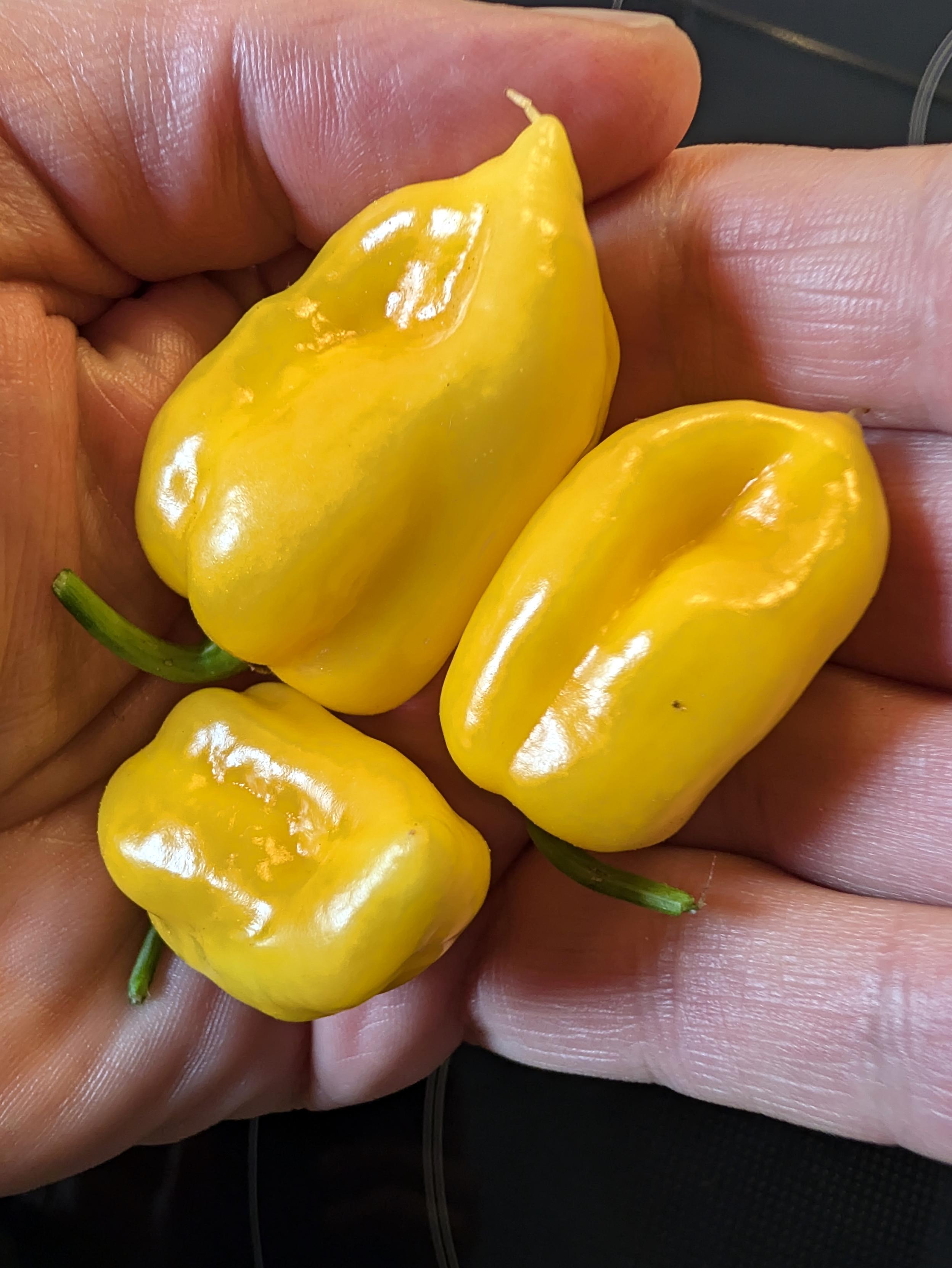 Das Bild zeigt drei glänzend gelbe Habaneros, die in einer geöffneten Hand liegen.