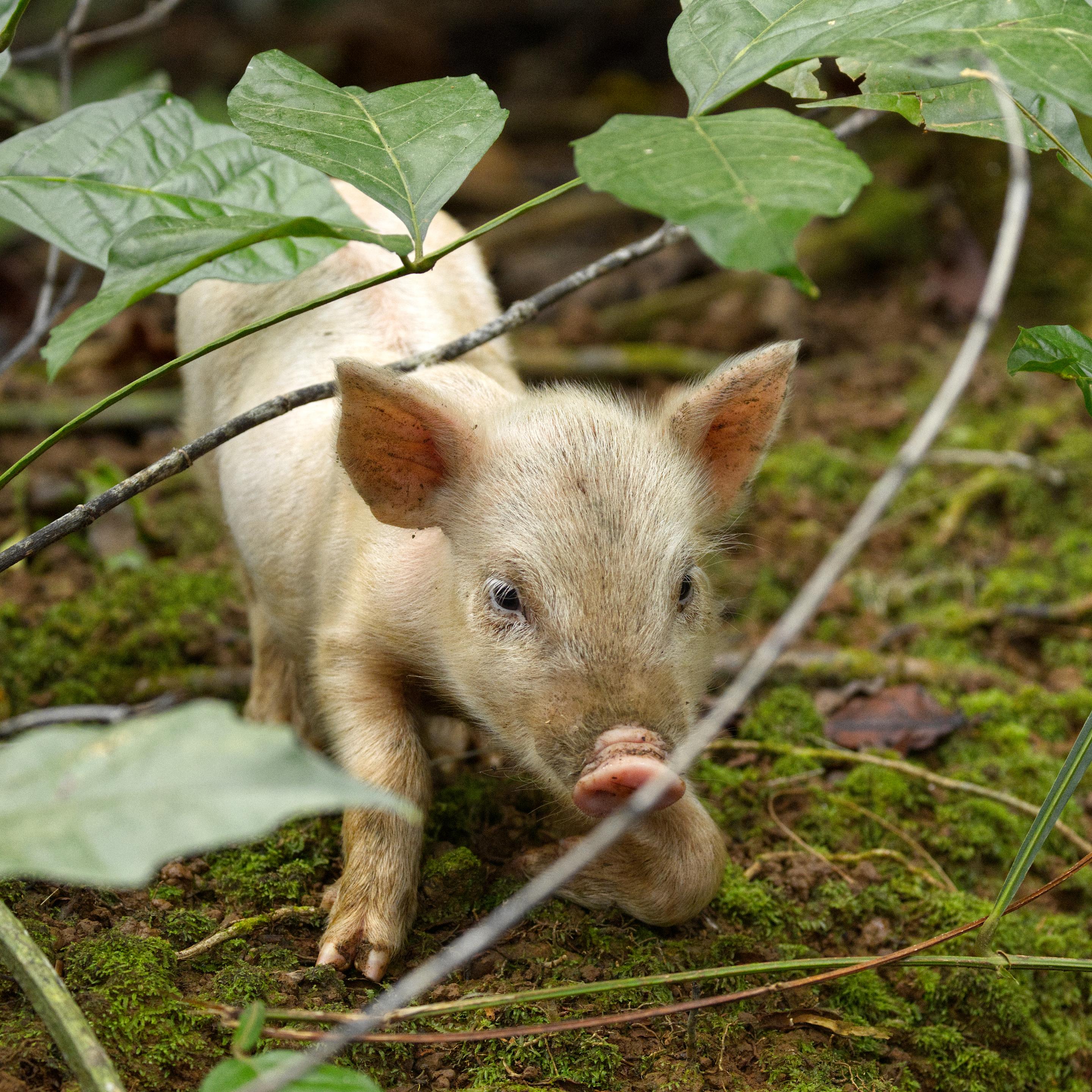 Das Bild zeigt ein rosa Ferkel, das auf einem mit Moos bewachsenen Untergrund auf den Betrachter zu krabbelt.