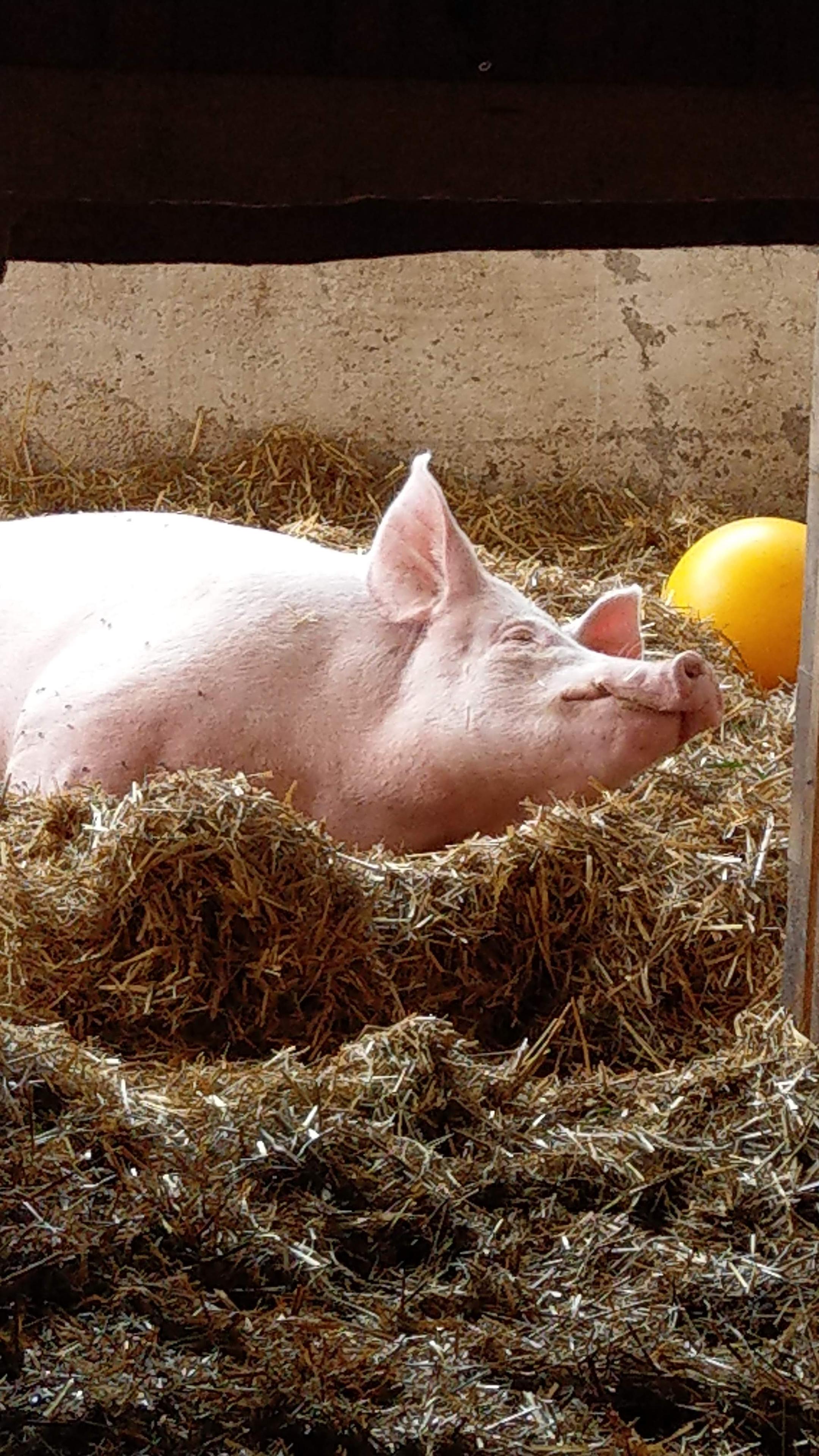 Aufnahme in einem Stall. Ein rosa Schwein liegt aausgestreckt auf dem Boden, der hoch mit Stroh bedeckt ist. Es schläft. Im Hintergrund ist ein gelber Spielball zu sehen.