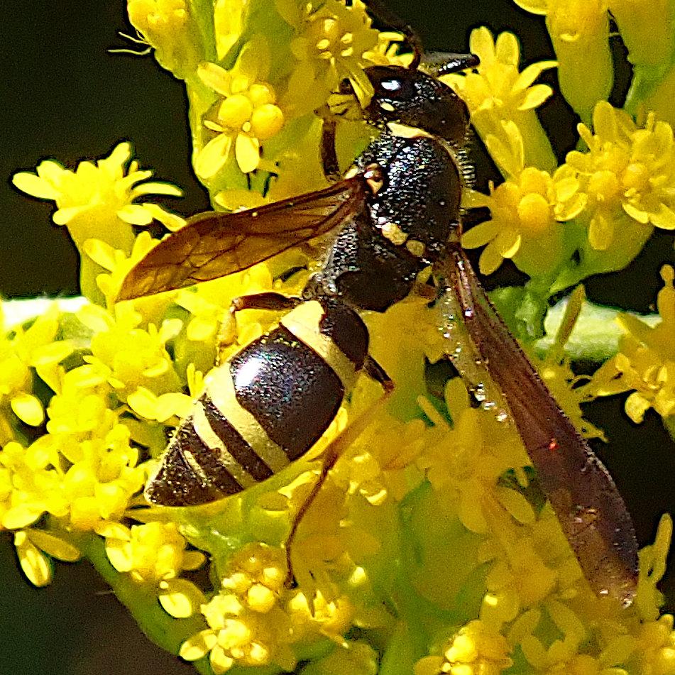 nahaufnahme einer schlanken schwarzgelben wespe die auf den zahlreichen kleinen leuchtend gelben blüten einer goldrute herumkrabbelt. schwarz überwiegt deutlich am körper des tieres, der kopf ist komplett schwarz, am thorax sind nur ganz vorne und ganz hinten je 2 streifen bzw flecken gelb. auf dem spitz zulaufenden glatten hinterleib sind 4 gelbe binden, wobei der abstand zwischen den vorderen beiden deutlich größer ist, das schwarz dazwischen breiter. die im winkel seitlich wegstehenden flügel sind rotbraun getönt transparent