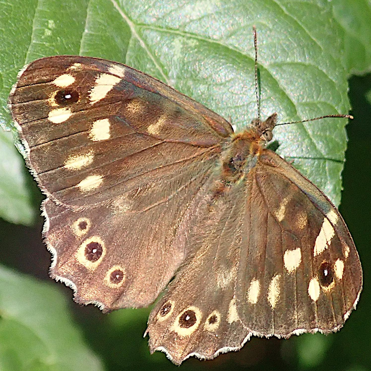 ein schmetterling sitzt mit aufgeklappten flügeln auf einem grünen blatt im sonnenlicht. die flügel sind rehbraun, die vorderflügel haben mehrere fast weiße, cremefarbene flecken und nahe der flügelspitze einen kleinen augenfleck, einen schwarzen ring mit weißem punkt innen, flankiert von 2 weiteren ebenfalls fast weißen flecken. die hinterflügel zeigen nahe des hinteren flügelrands eine ganze reihe von augenflecken. es sind helle ringe um dunkelbraune, fast schwarze kreisscheiben, je seite zwei davon mit einem weißen punkt in der mitte. der zustand der flügel ist makellos, selbst das leichte blaue schillern ist noch zu sehen und die feinen fransen an den flügelhinterkanten sind noch vollständig