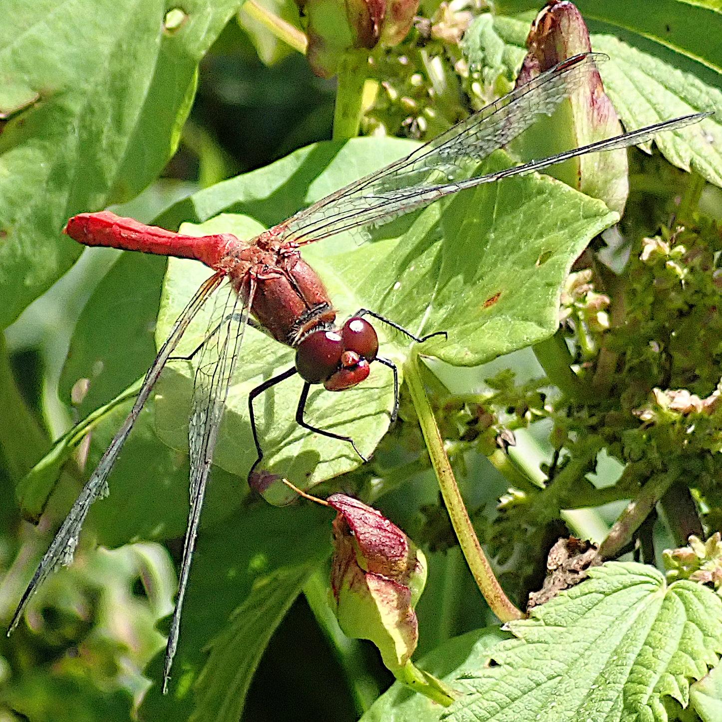 auf einem schilddförmigen grünen blatt sitzt eine leuchtend rote libelle. die riesigen facettenaugen sind von einem tiefen kraftvollen kirschrot, der körper hat ein etwas helleres ganz leicht nach orange tendierendes rot. die sehr transparenten hauchfein geäderten flügel sind leicht nach unten gehalten. der stäbchenförmige hinterleib erscheint hier perspektivisch stark verkürzt, da wir von schräg vorne und nur wenig über augenhöhe auf das tier blicken