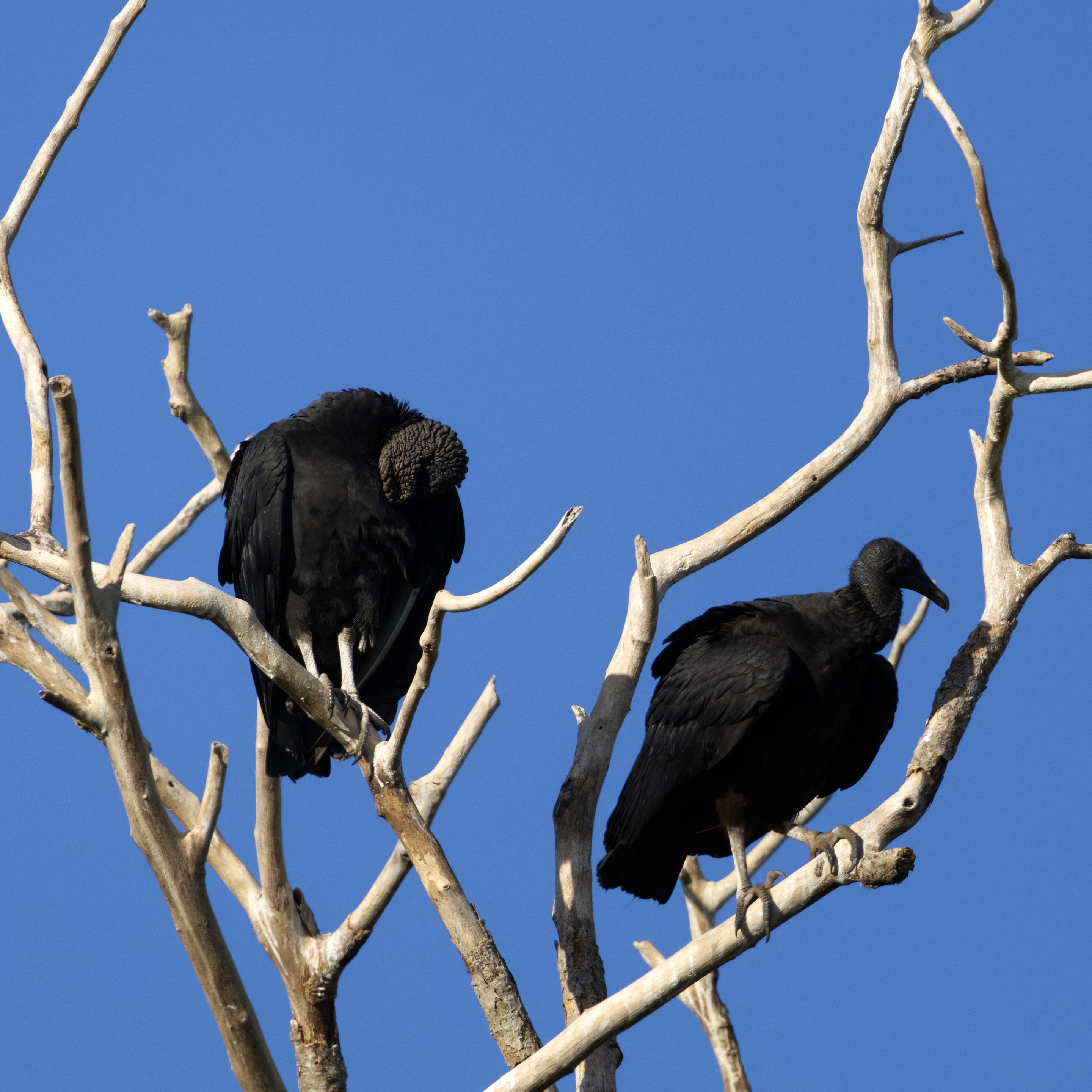 Zwei Rabengeier (Coragyps atratus) stehen auf den gebleichten Ästen eines toten Baums. Der vordere Vogel hat den Kopf eingezogen. Der hintere, leicht unscharf abgebildete, schaut aufmerksam in die Umgebung. Blauer, wolkenloser Himmel.
Der Rabengeier hat eine Körperlänge von 56 bis 74 Zentimetern, eine Flügelspannweite von 133 bis 160 Zentimetern und ist 1,1 bis 1,9 Kilogramm schwer. Sein Gefieder ist glänzend schwarz, Kopf und Hals sind nackt. Er hat sehr breite, verhältnismäßig kurze Flügel und einen kurzen Schwanz. Im Stehen reichen die Spitzen der zusammengelegten Flügel bis zur Schwanzspitze. Die Beine und der Schnabel sind grau, die Iris dunkel.
Bei Altvögeln ist die Schnabelspitze elfenbeinfarben, die Schultern und der Rücken glänzen grünlich, die Haut des Kopfes ist grau und faltig. Die äußersten fünf Handschwingen sind auf der Unterseite hell.